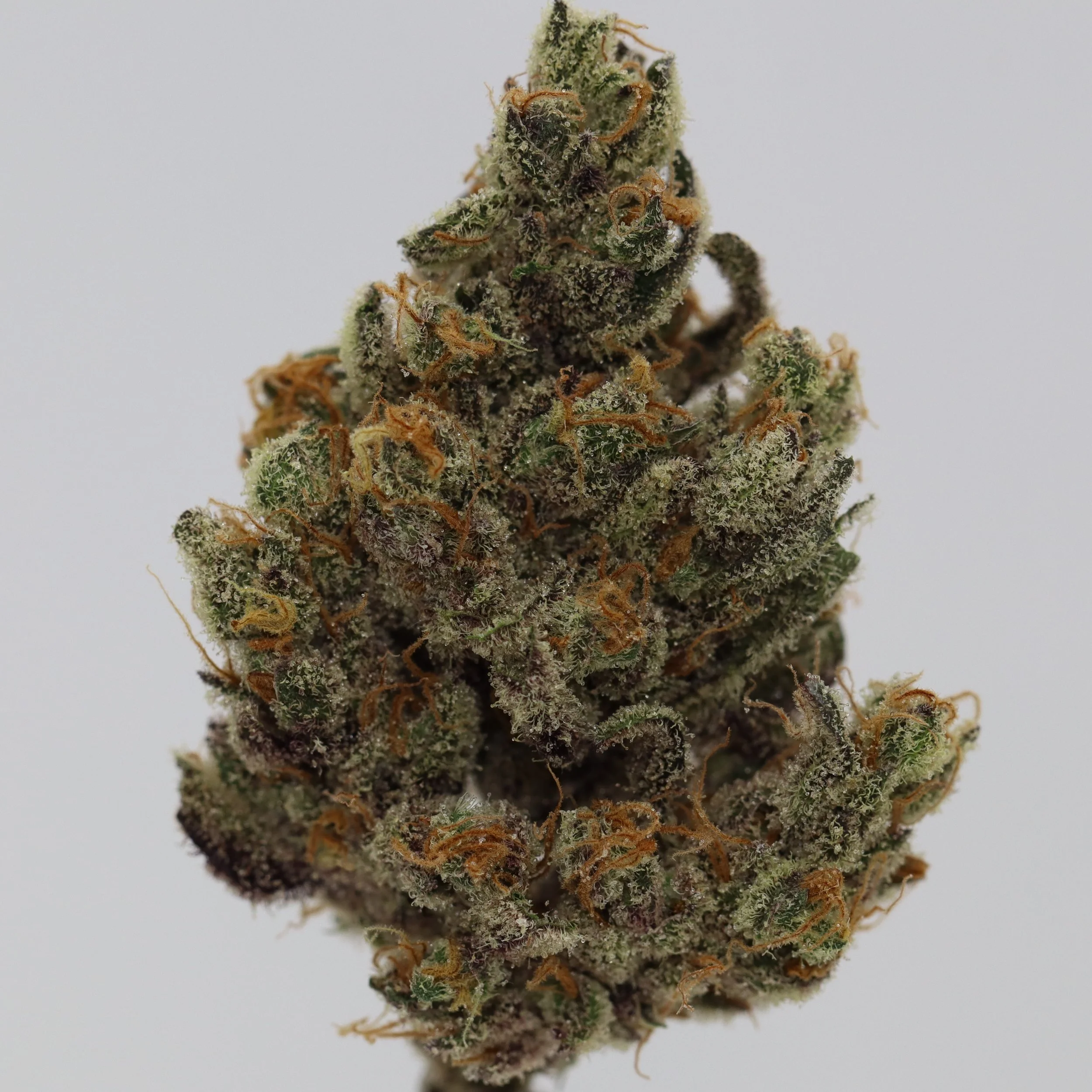   Brazen Earthworx  
  Modified Grapefruit  
  (GMO x Grapefruit)  
 $30 - 1/8
 
$60 - 1/4
 
 $110 - 1/2   $100- 1/2 
 
 $210 - Full   $200 - Full 
 