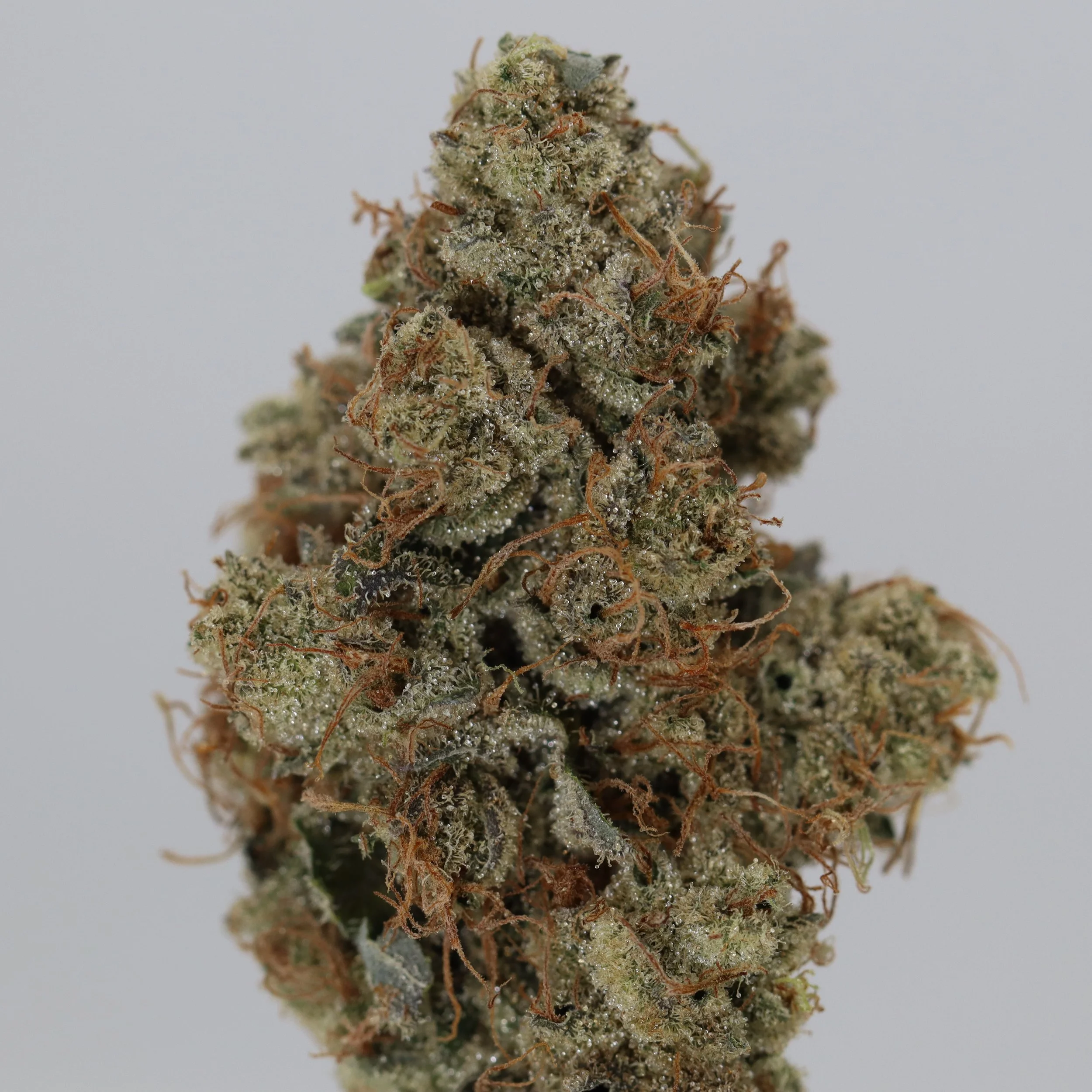   Independence Farm  Crazy Composer    
  Big Buns  
  (GG4 x Big MAC)   [Capulator's cut]  
 $30 - 1/8
 
$60 - 1/4
 
$110 - 1/2
 
$210 - Full
 
