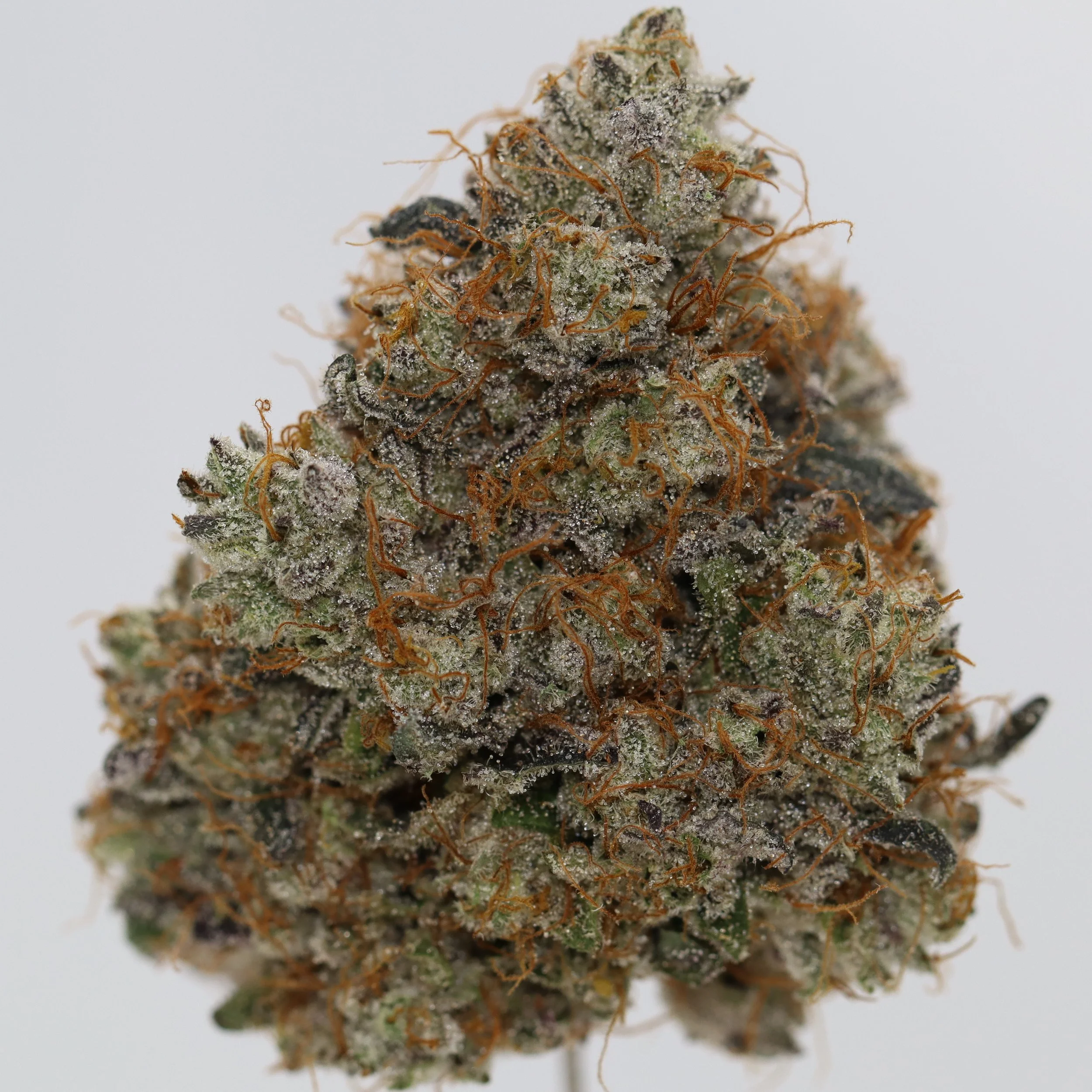   Firefly Organics  
  Diesel Delight  
  (Girl Scout Cookies x Bio-Diesel)  
 $30 - 1/8
 
$60 - 1/4
 
$110 - 1/2
 
$210 - Full
 