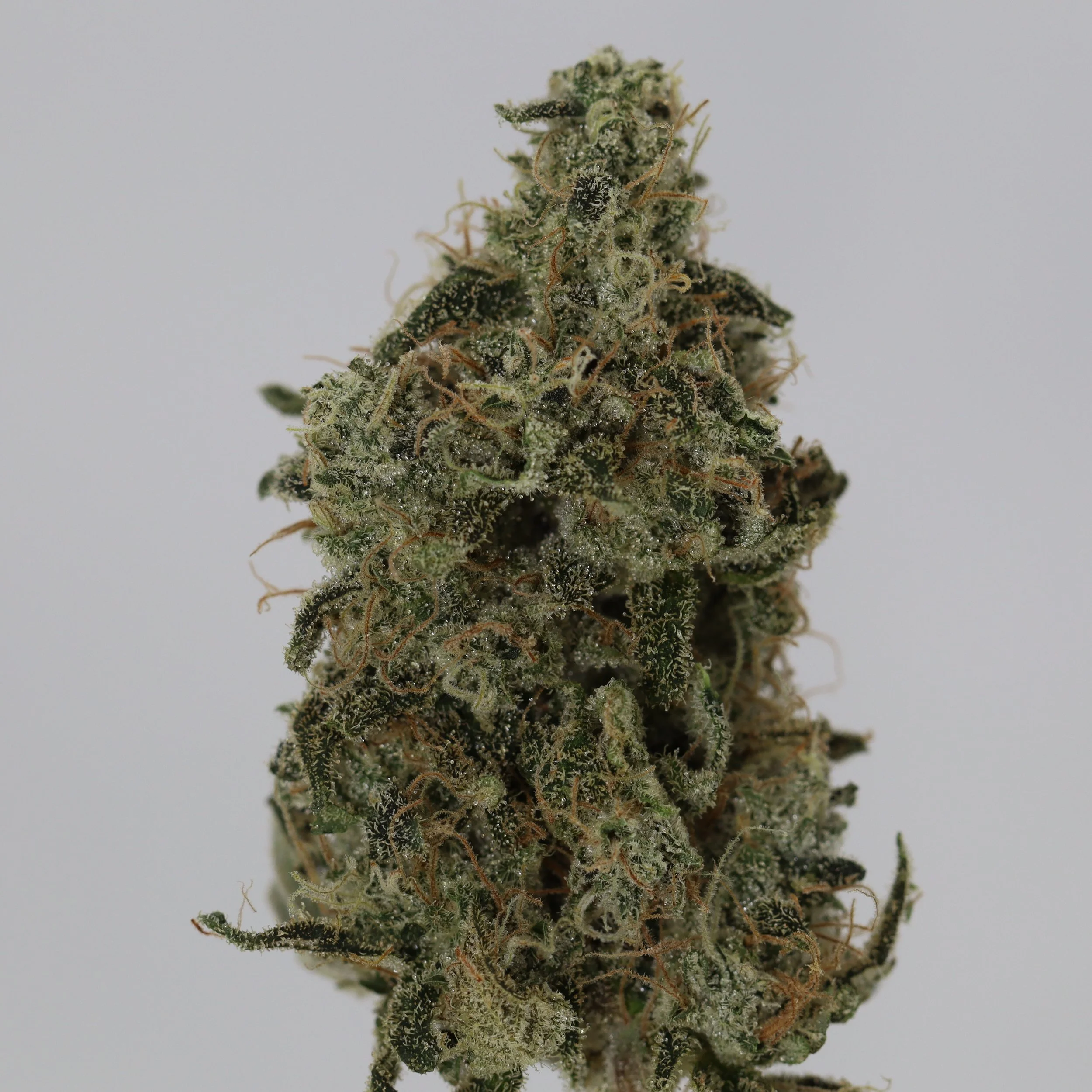   Pinehurst  
  Bickett OZ  
  ((Cherry Pie x GMO) x ((Zkittlez x Afghan Kandahar x 76 Thai Stick) x ZCube))  
 $30 - 1/8
 
$60 - 1/4
 
$110 - 1/2
 
$200 - Full
 