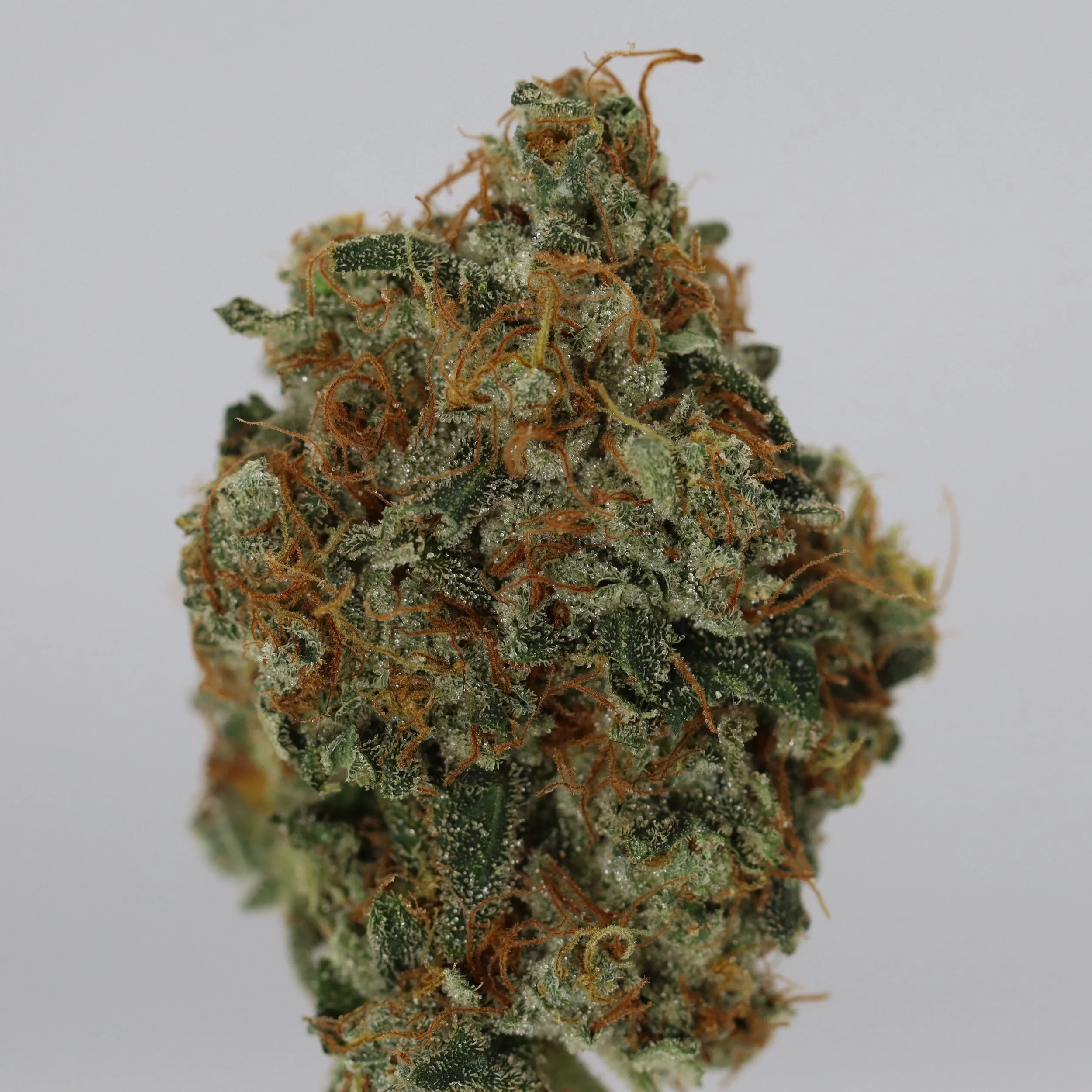   Small Barn Farms  
  Moon Butter  
  (Star Kush x Butterwolf)  
 $30 - 1/8
 
$60 - 1/4
 
$110 - 1/2
 
$200 - Full
 