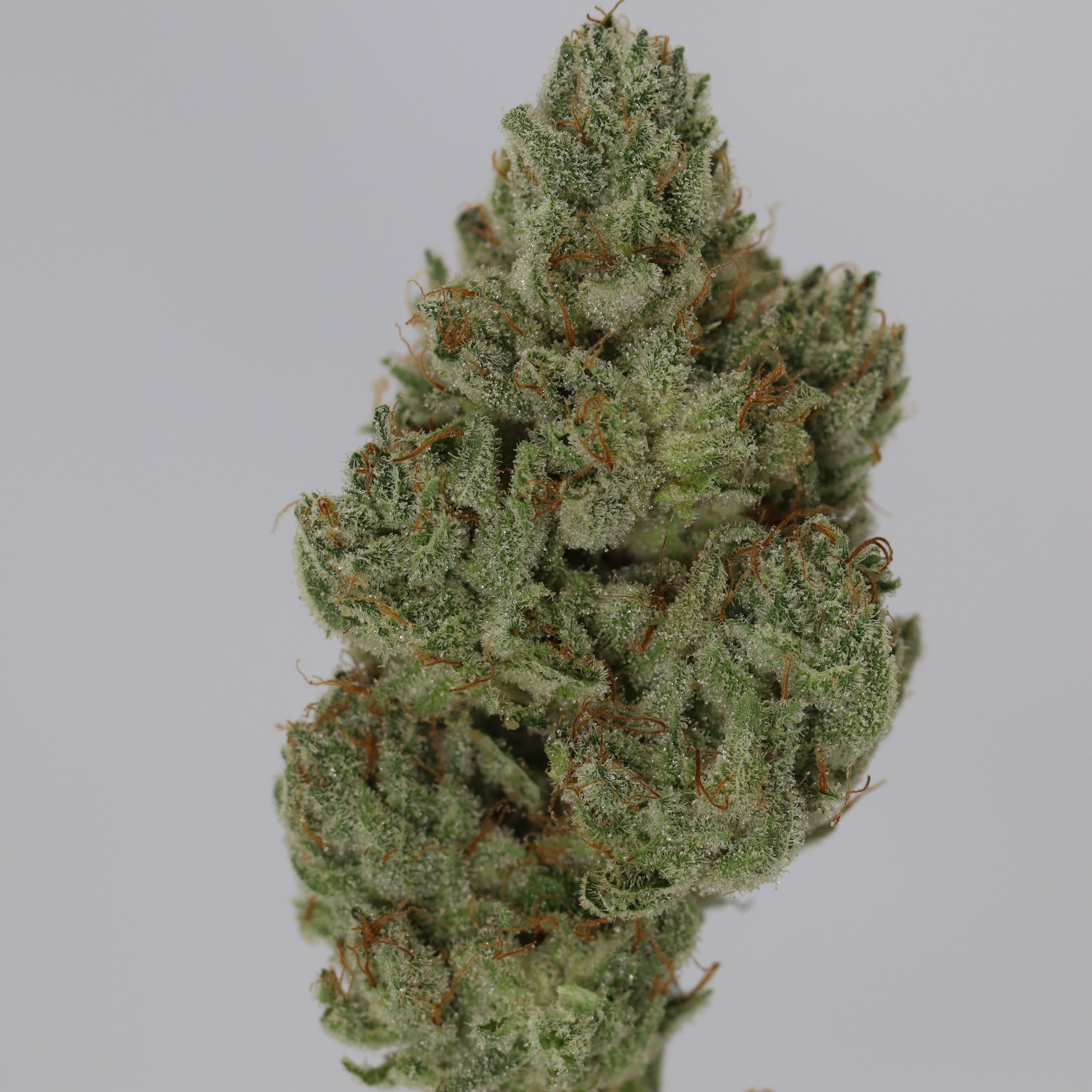   Ryder Farms  
  GG4  
  ((Sour Dubb x Chem Sis) x Chocolate Diesel)  
 $30 - 1/8
 
$60 - 1/4
 
$110 - 1/2
 
$210 - Full
 
