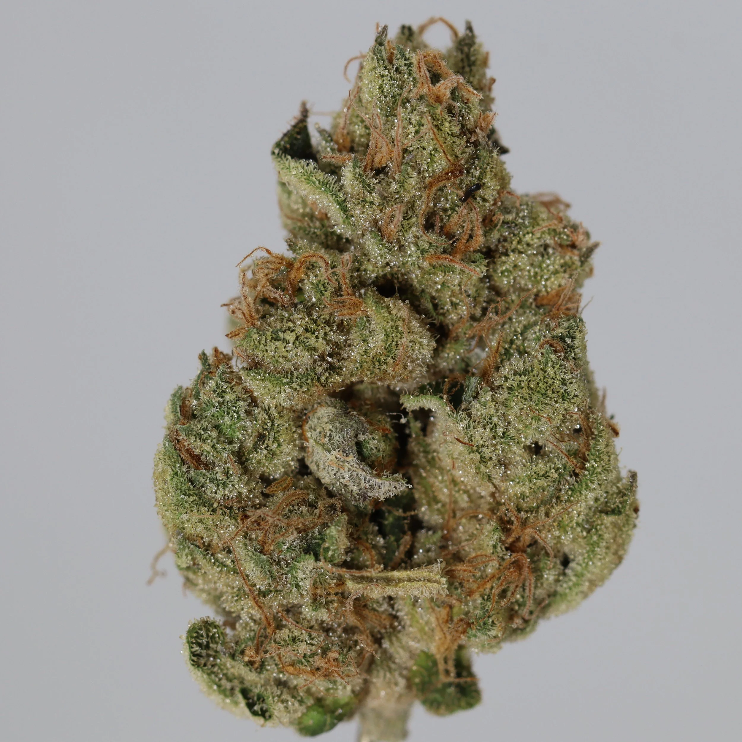   Independence Farm  Crazy Composer    
  Amnesia Haze  
  (Afghan Hawaiian x Laos x Jamaica)  
 $30 - 1/8
 
$60 - 1/4
 
$110 - 1/2
 
$210 - Full
 