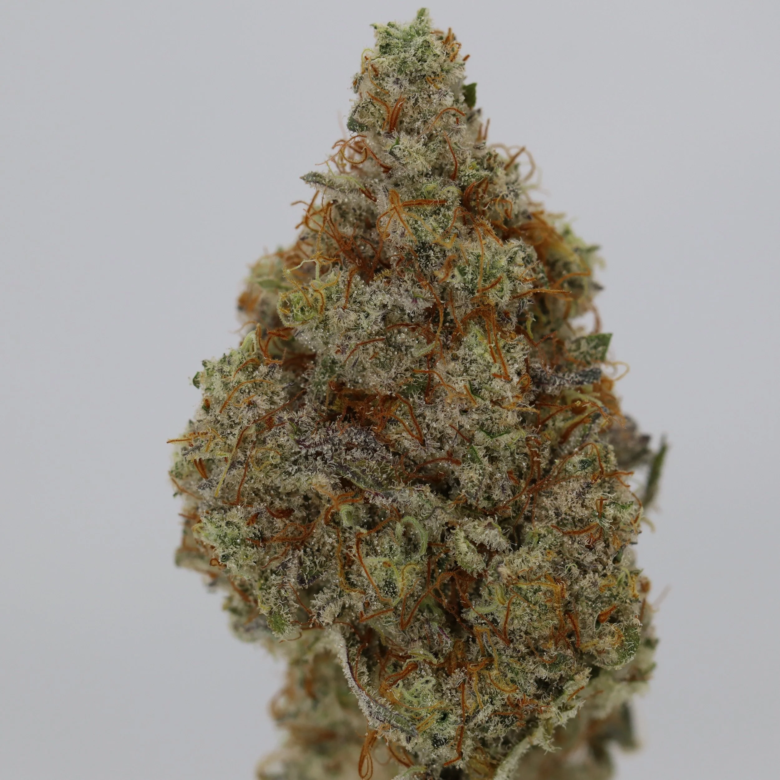   Pinehurst  
  Blackberry Moonshine  
  ((Blackberry x Jabbas Stash) x Prime Moonshine)  
 $30 - 1/8
 
$60 - 1/4
 
$110 - 1/2
 
$200 - Full
 