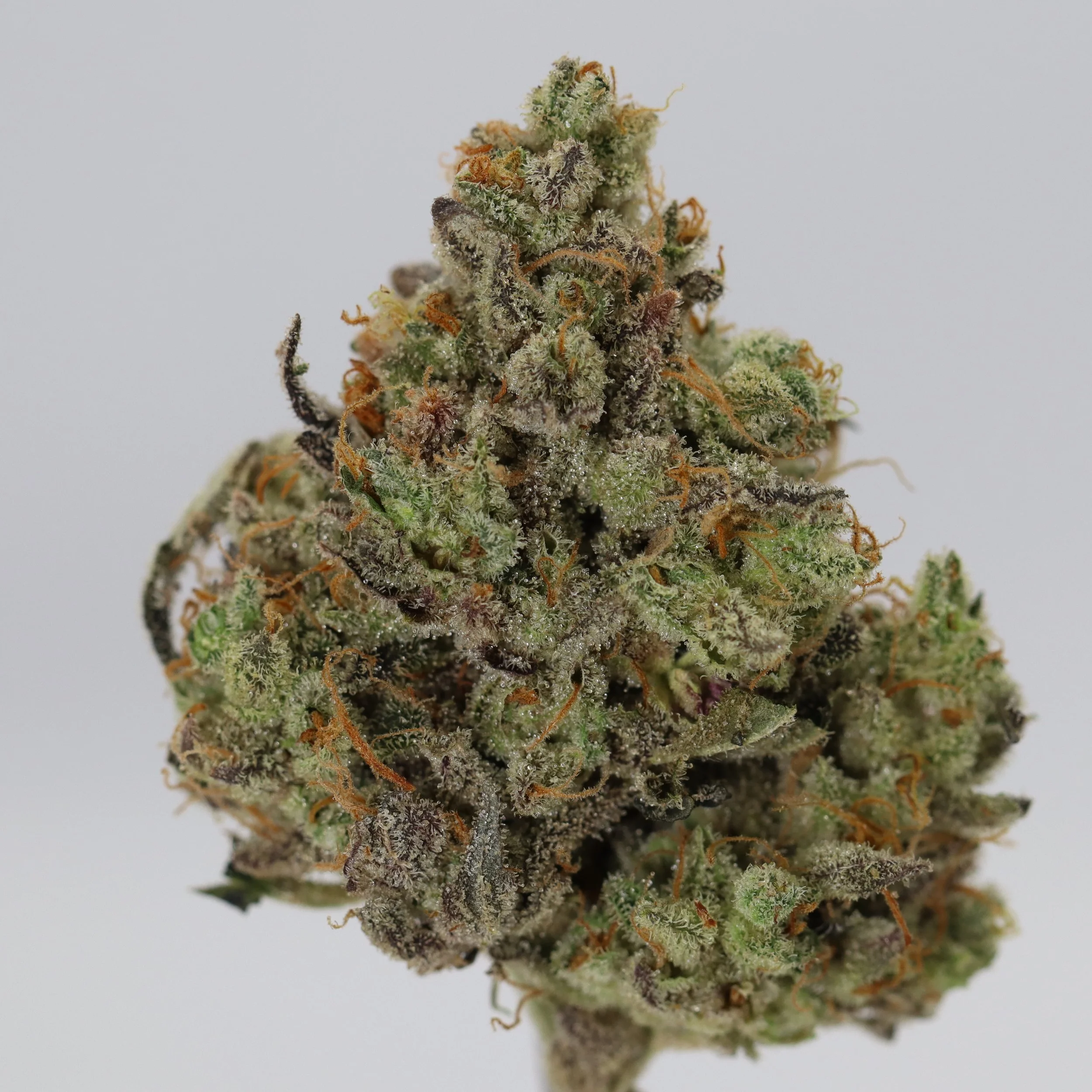   Ryder Farms  
  Sour Glue  
  (Sour Diesel x (GG4 x M.O.B))  
 $30 - 1/8
 
$60 - 1/4
 
 $110 - 1/2   $100- 1/2 
 
 $210 - Full   $200 - Full 
 
