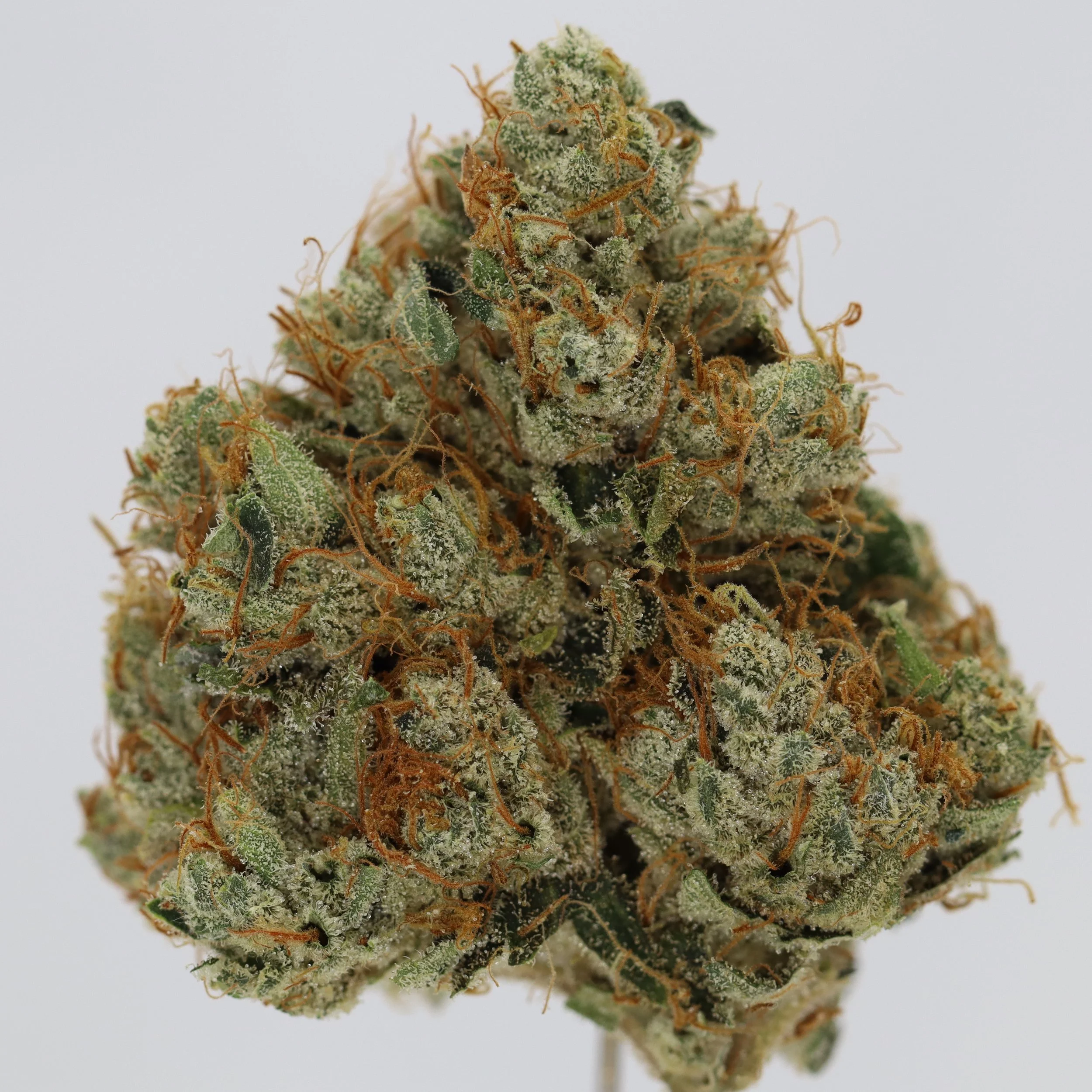   Funk House Farms  
  Skywalker OG  
  (Mazar x Blueberry OG)  
 $30 - 1/8
 
$60 - 1/4
 
$110 - 1/2
 
$200 - Full
 


