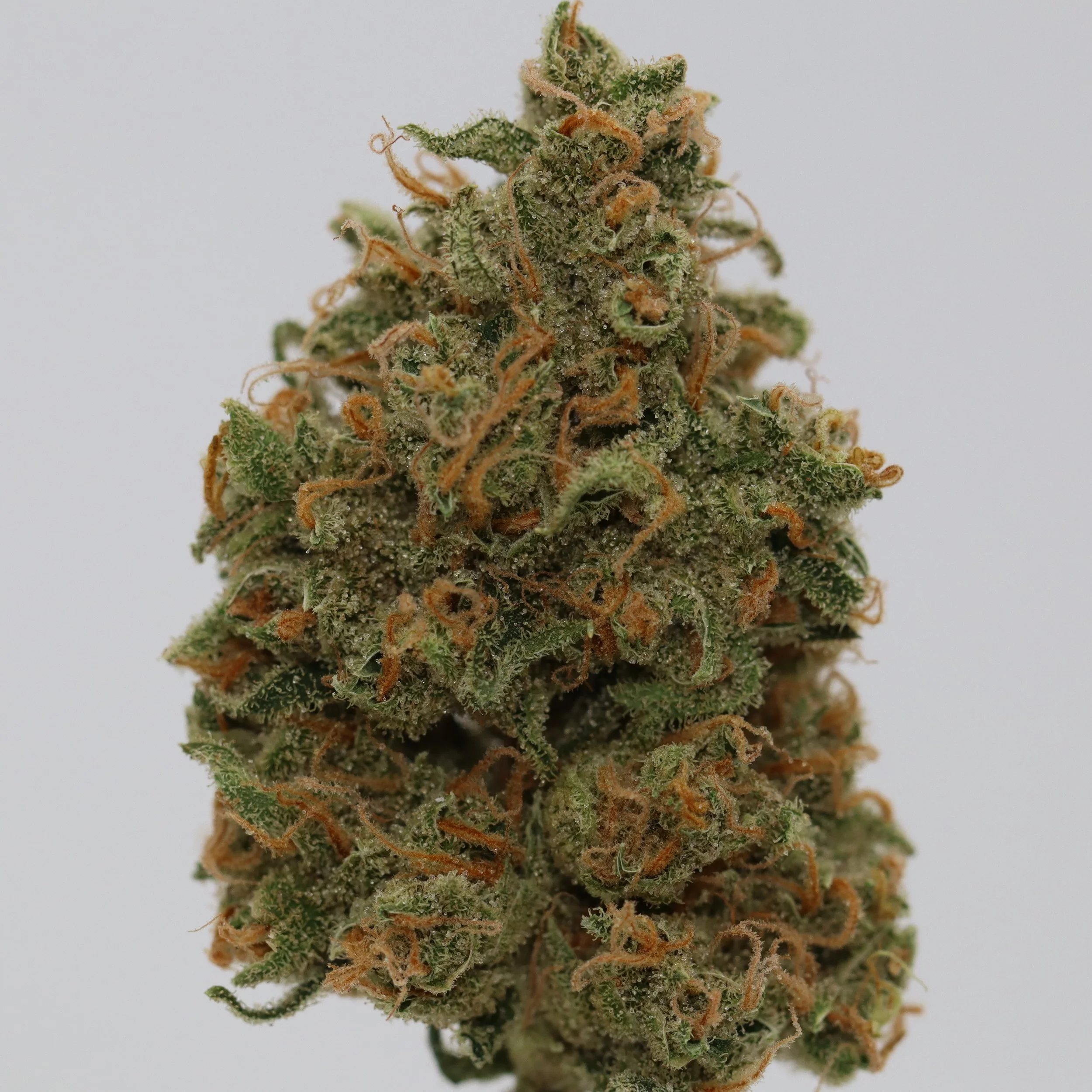   Independence Farm  Crazy Composer    
  1997 Super Silver Haze  
  ((Haze x Skunk #1) x Haze x NL5)   [Shantibaba's cut]  
 $30 - 1/8
 
$60 - 1/4
 
$110 - 1/2
 
$210 - Full
 