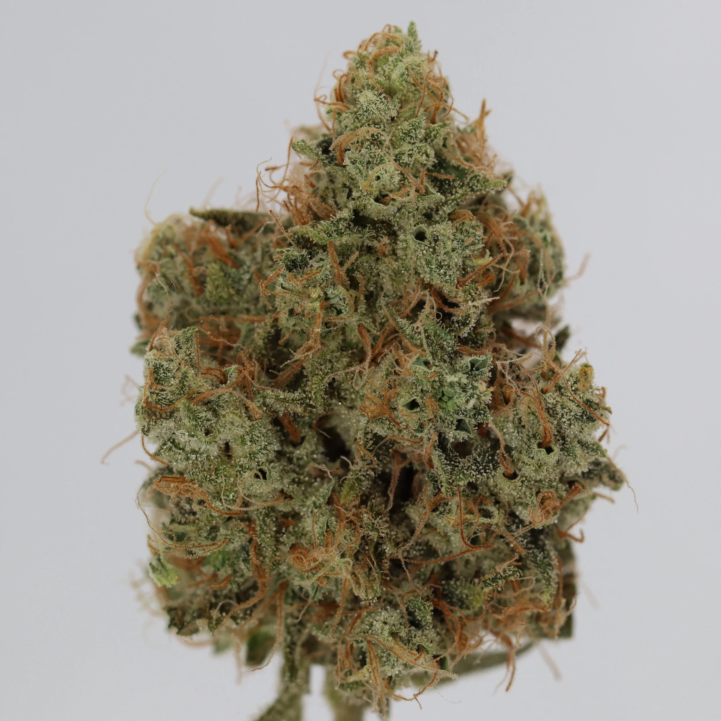   Faraway Farmstead  
  Strawberry Peels #18  
  (Huckleberry Space Queen x Topanga Banana)  
 $30 - 1/8
 
$60 - 1/4
 
$110 - 1/2
 
$210 - Full
 