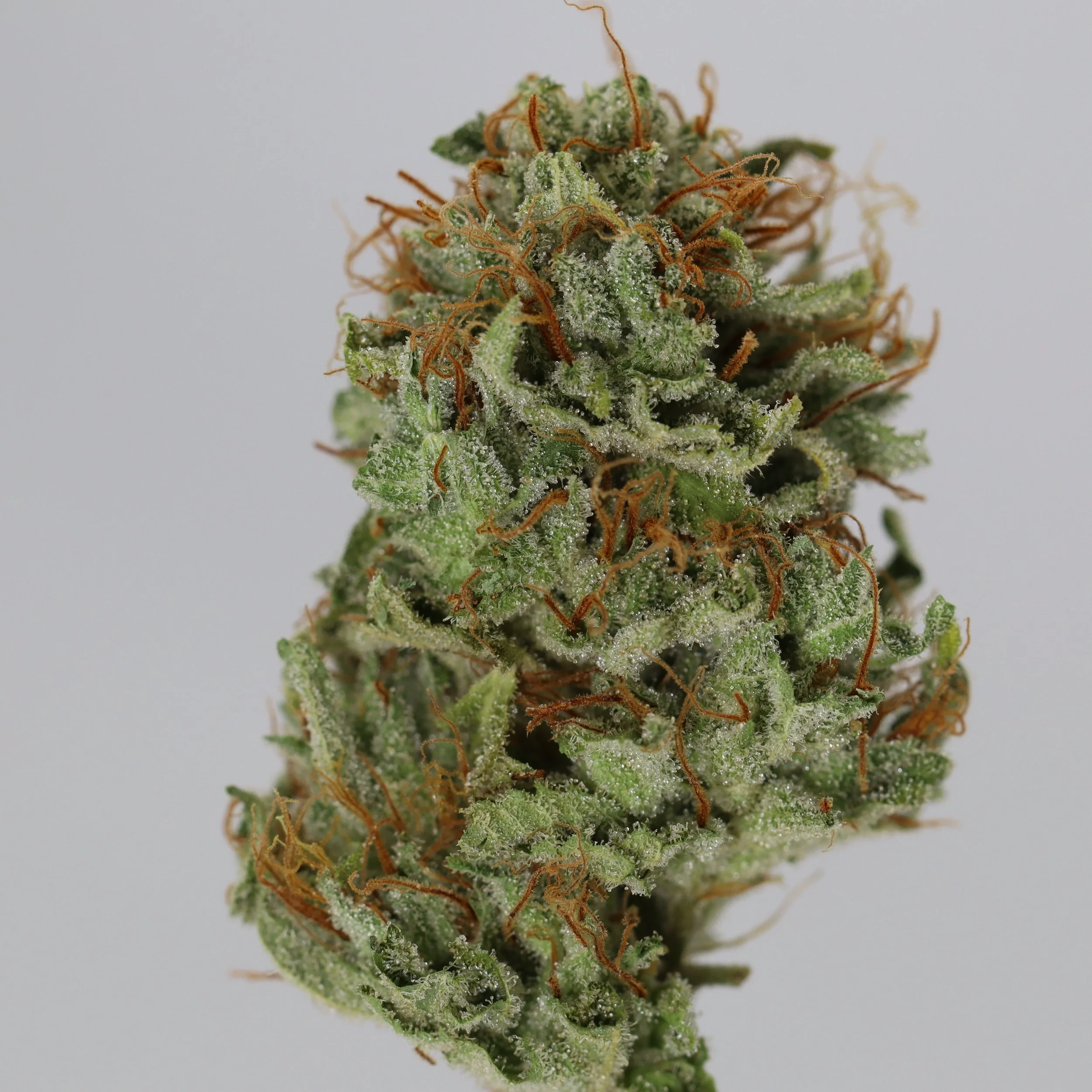   Lobster Fam Farm  
  Holy Communion  
  (PC3 x Harlem Dreams)   
 $30 - 1/8
 
$60 - 1/4
 
$110 - 1/2
 
$200 - Full
 