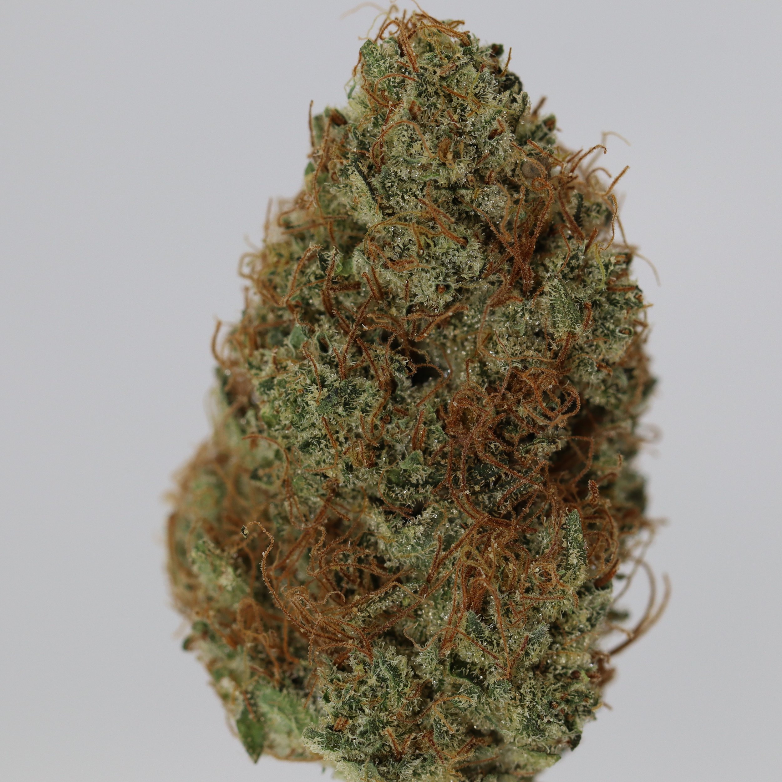   Funk House Farm  
  Antenna Headgames   
  (Jack Herer x 3DG13)  
 $30 - 1/8
 
$60 - 1/4
 
 $110 - 1/2   $100- 1/2 
 
 $200 - Full   $180 - Full 
 
