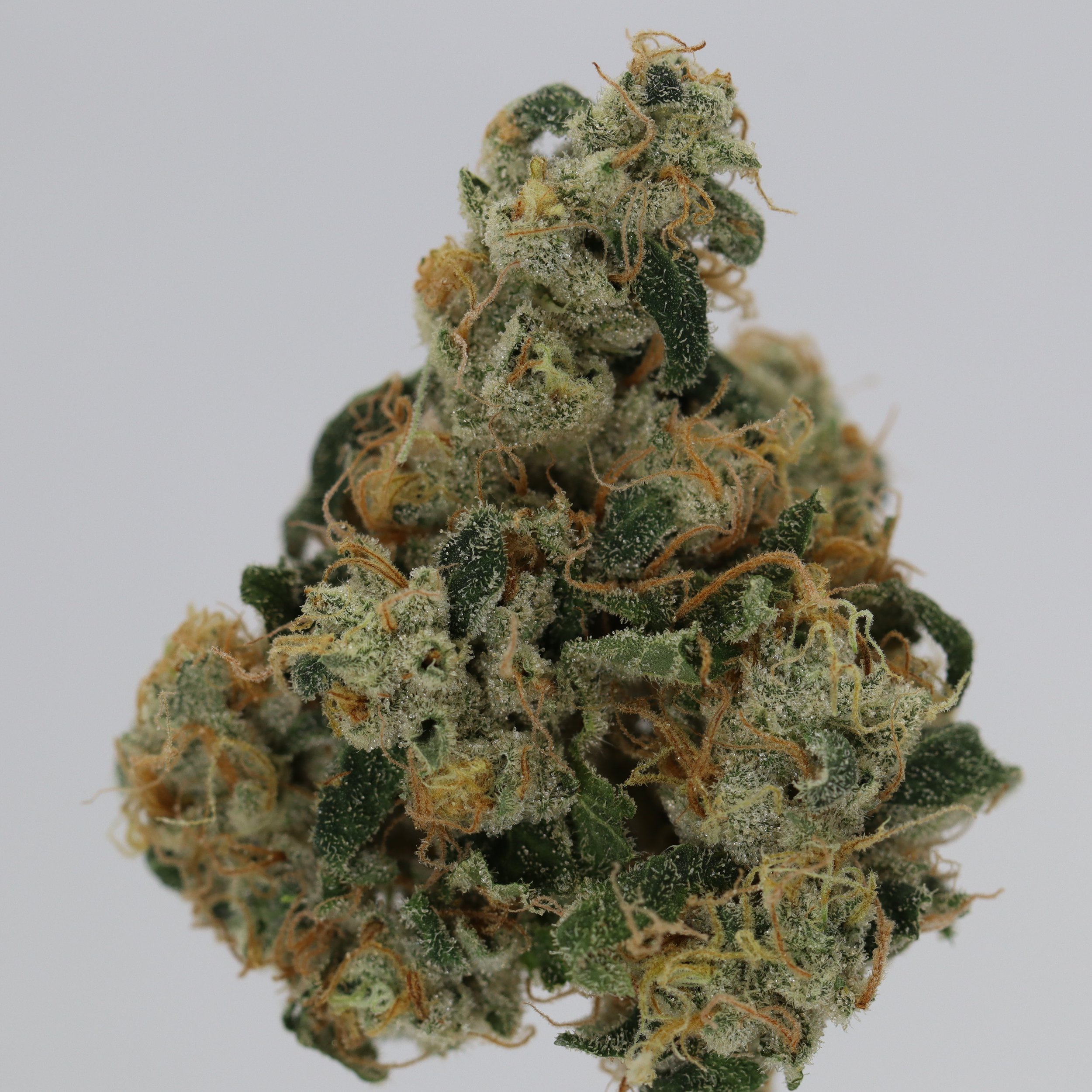   Independence Farm  Crazy Composer    
  Northern Lights #5  
  (1989 Heirloom)   [Green Bodhi's Breeding Mother]  
 $30 - 1/8
 
$60 - 1/4
 
 $110 - 1/2   $100- 1/2 
 
 $210 - Full   $200 - Full 
 