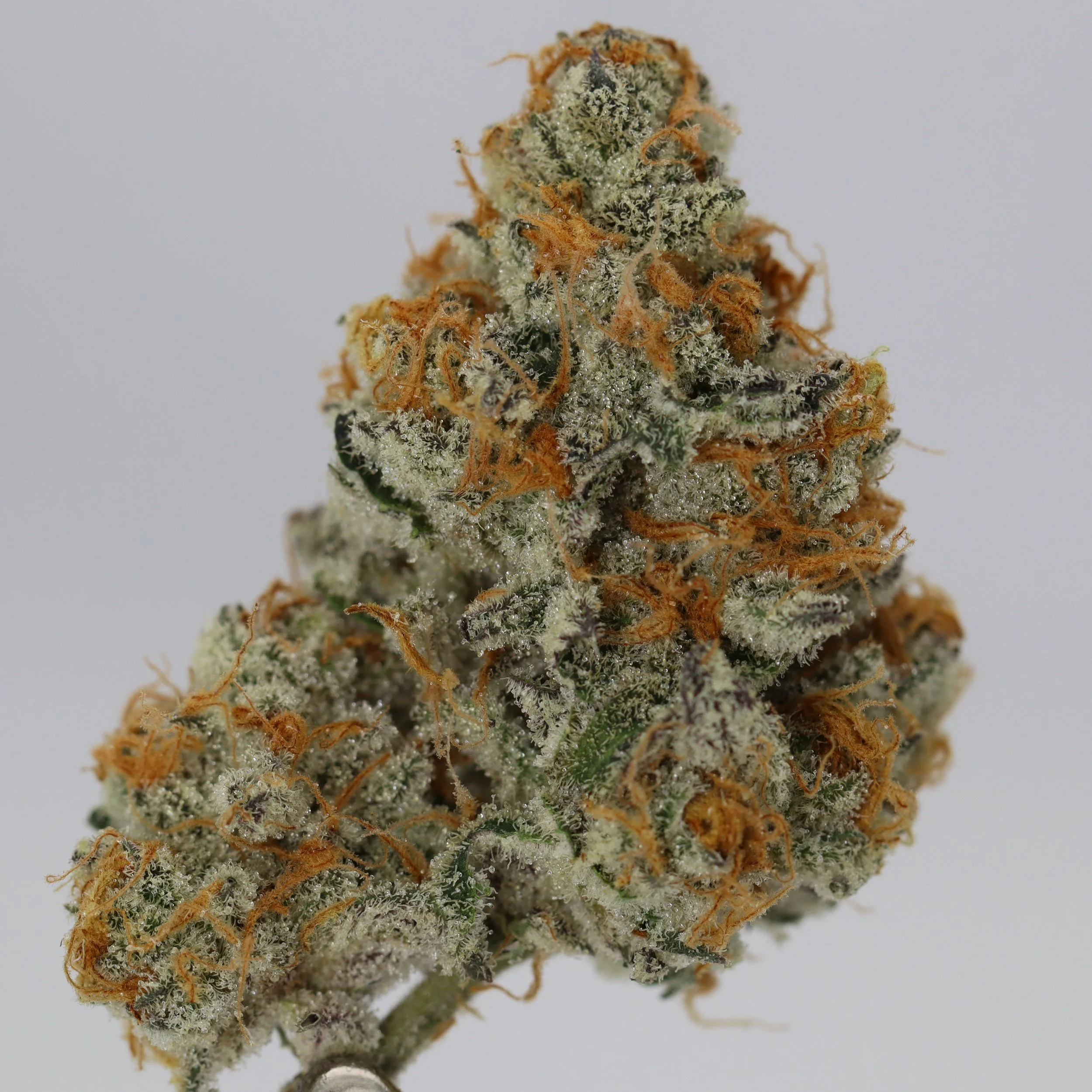  Monkey Jones  
  Peanut Butter Breath  
  (Dosidos x Mendo Breath)  
 $30 - 1/8
 
$60 - 1/4
 
$110 - 1/2
 
$210 - Full
 