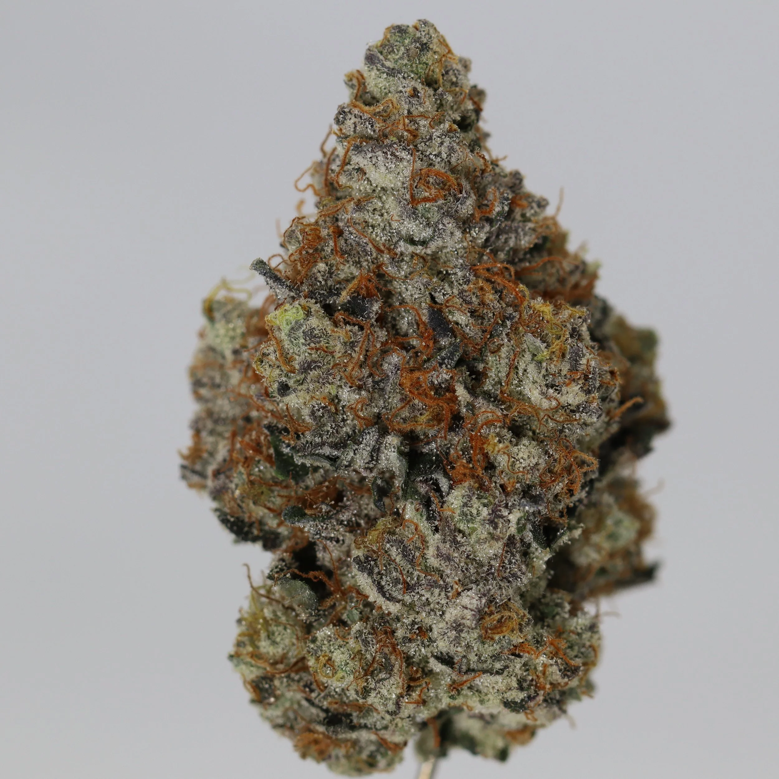   Small Barn Farms  
  Bomb Sauce  
  (GMO x Georgia Pie)  
 $30 - 1/8
 
$60 - 1/4
 
$110 - 1/2
 
$200 - Full
 
