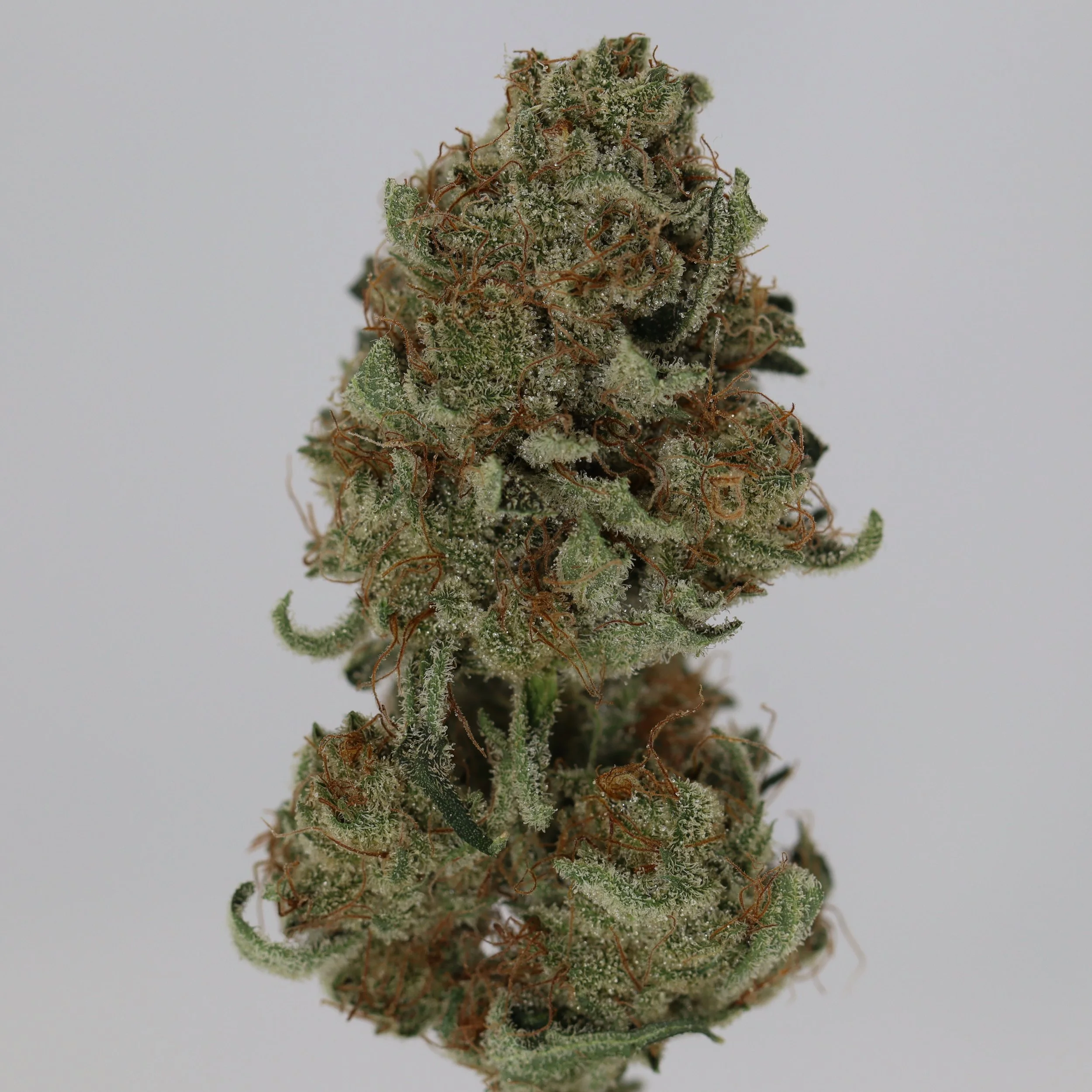   Independence Farm  Crazy Composer    
  Super Lemon Haze  
  (Lemon Skunk x SSH)   [Bob Hemphill's cut]  
 $30 - 1/8
 
$60 - 1/4
 
$110 - 1/2
 
$210 - Full
 