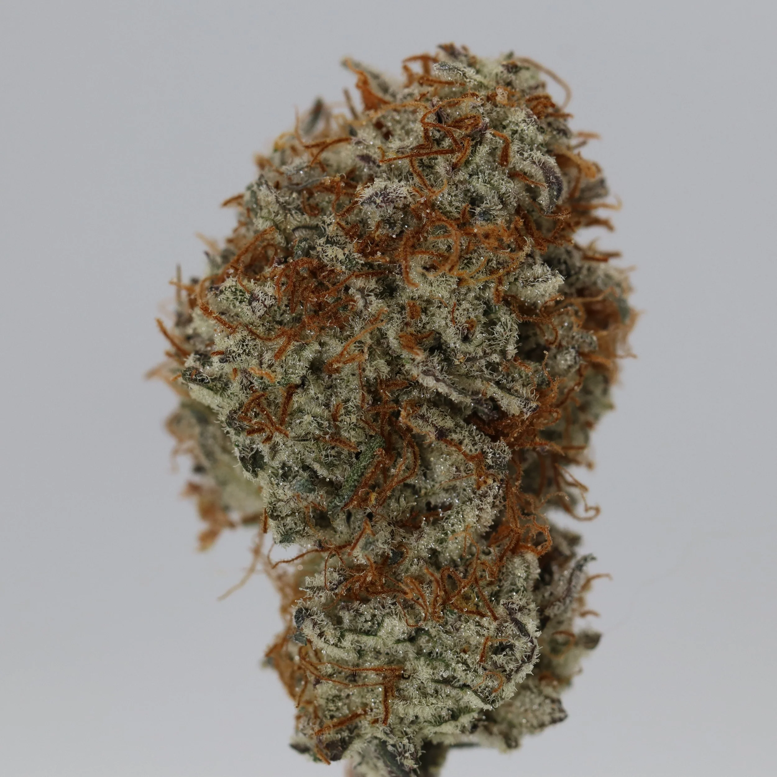   Essential Maine  
  Strawberry Jambi  
  (Strawberry Cadillac x Zambi)  
 $30 - 1/8
 
$60 - 1/4
 
$110 - 1/2
 
$200 - Full
 