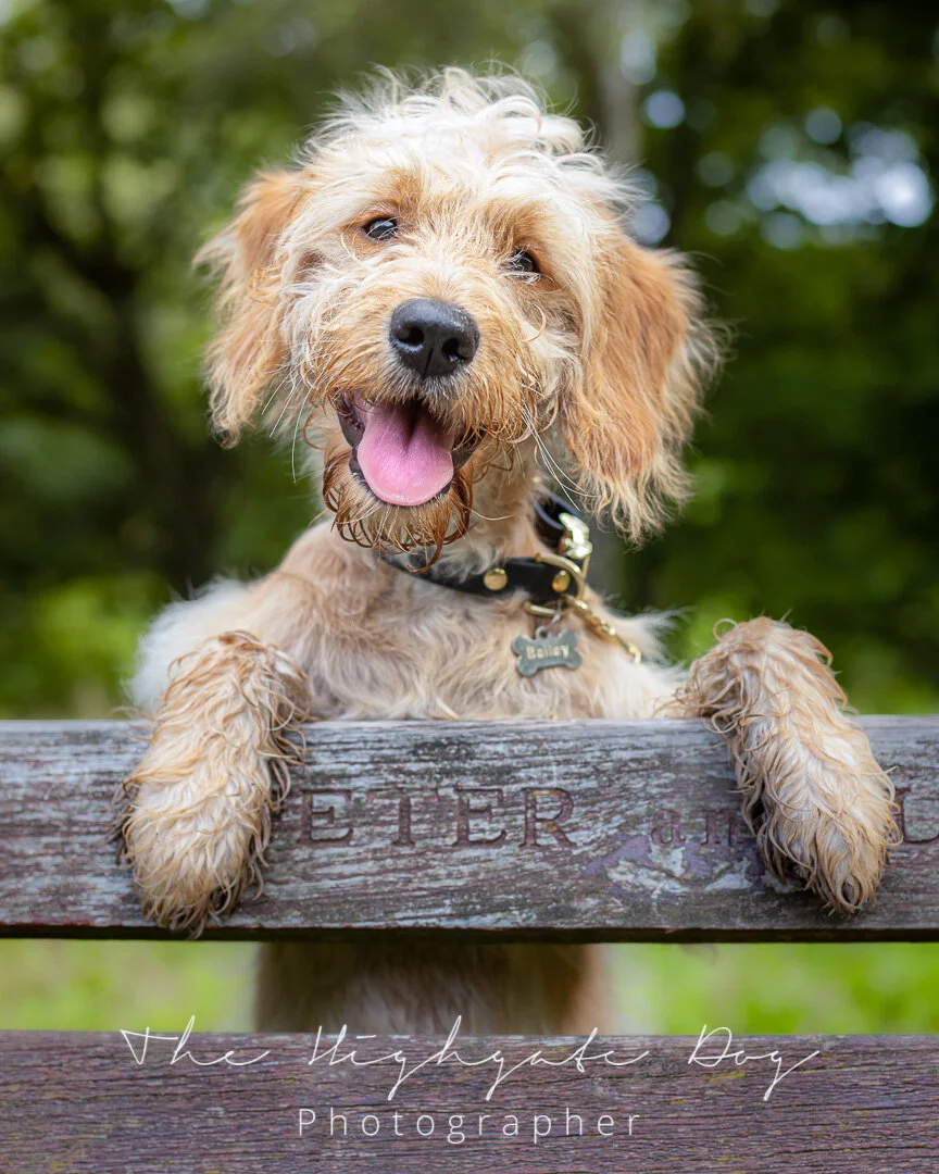 Puppy on dog photo shoot on bench smiling
