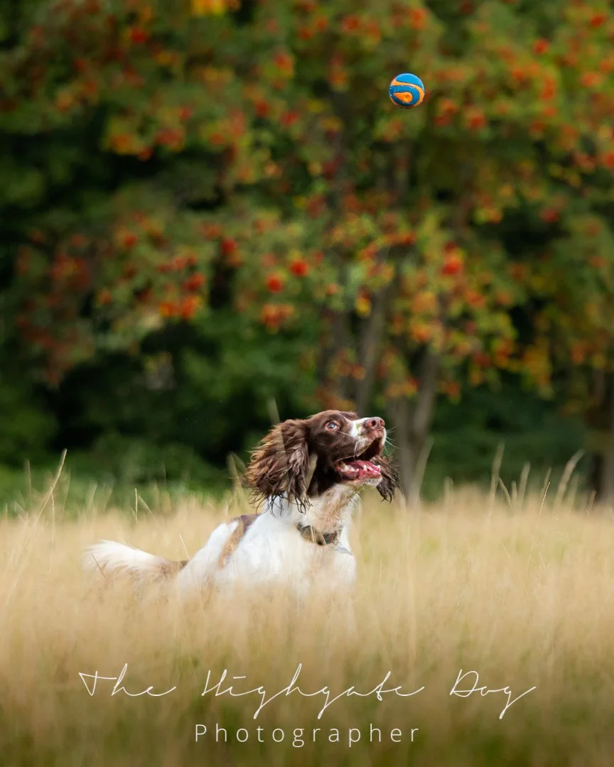 cocker spaniel chasing ball on dog photo shoot with tree with red flowers in background