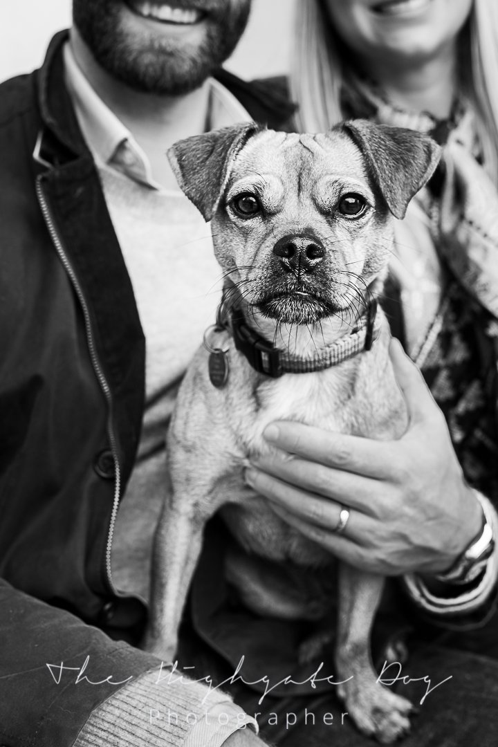 cute dog sitting on lap for dog portraits