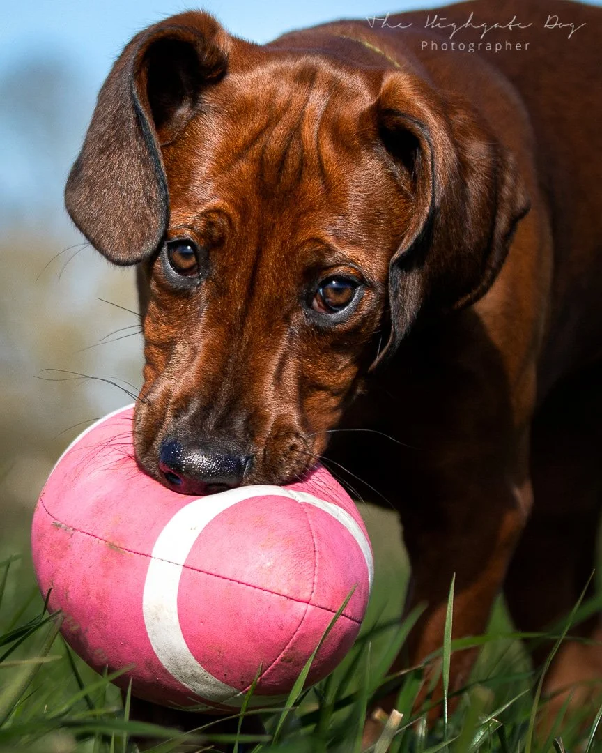 puppy holding ball for pet portrait in London