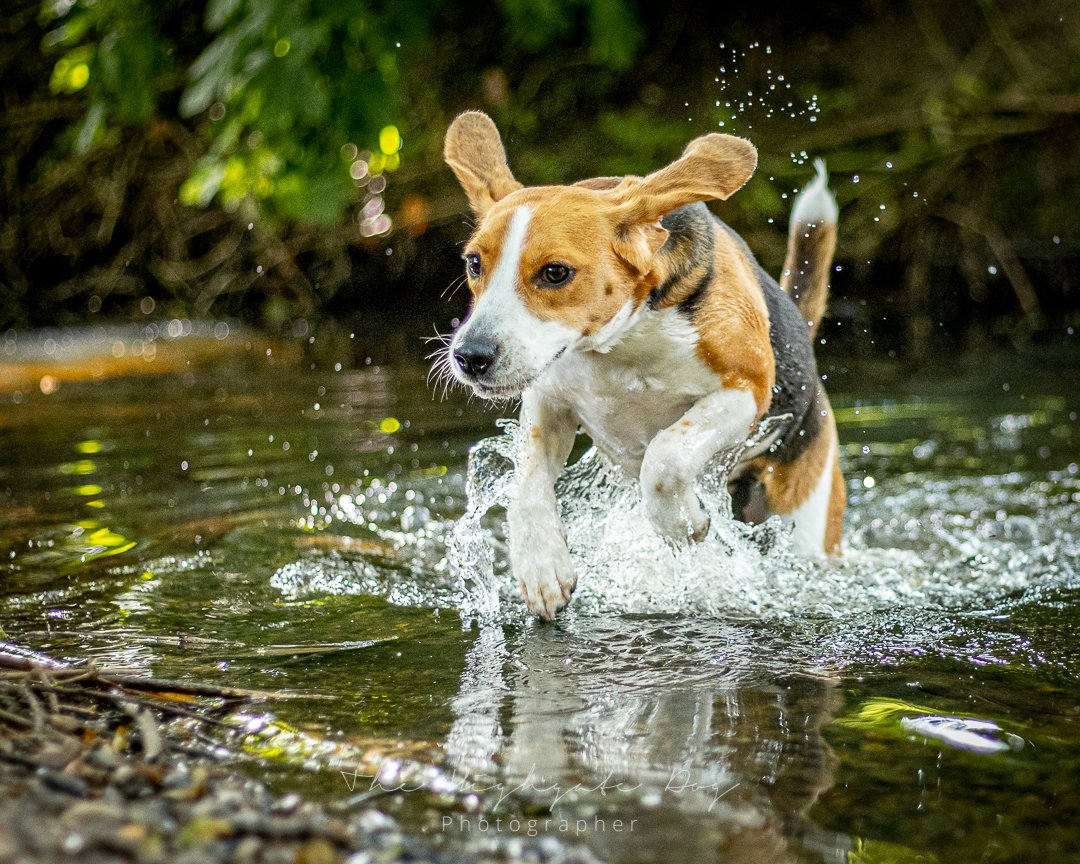 dog spalshing in water for pet portrait in north london