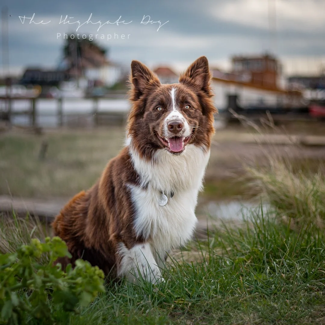 walberswick1.jpg