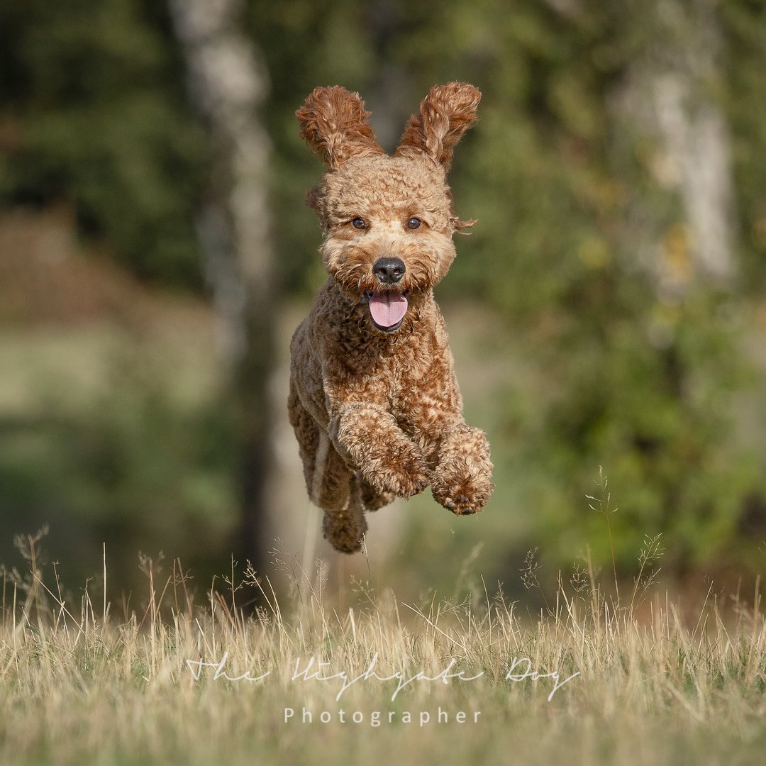 Dog leaping throught the air on dog phtoshoot in north London 