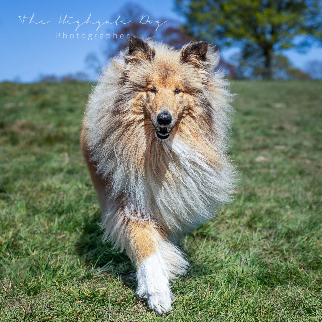 Border collie walking on green grass for dog portrait