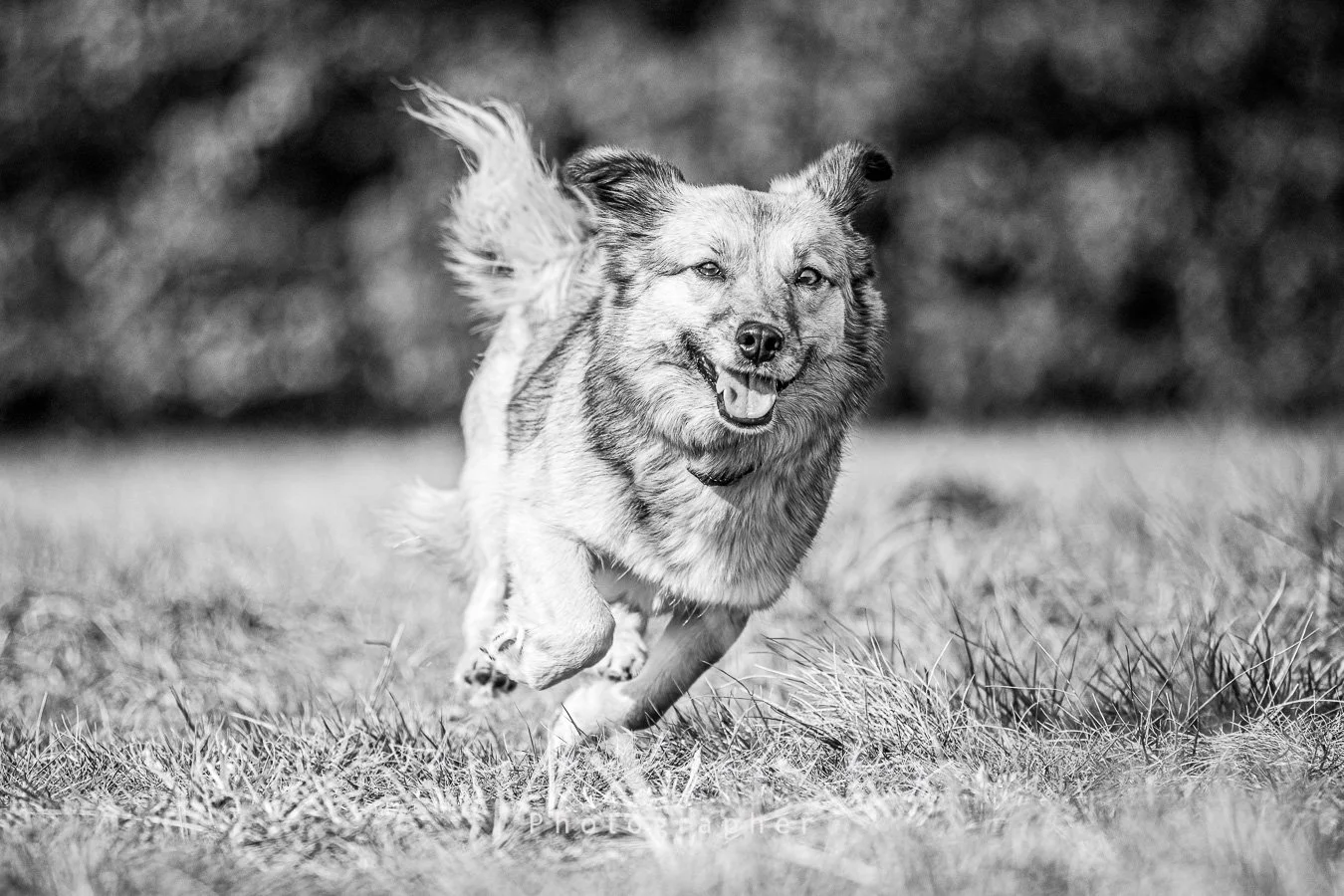 Black and white dog portrait  from Dog photoshoot in Greenwich Park London