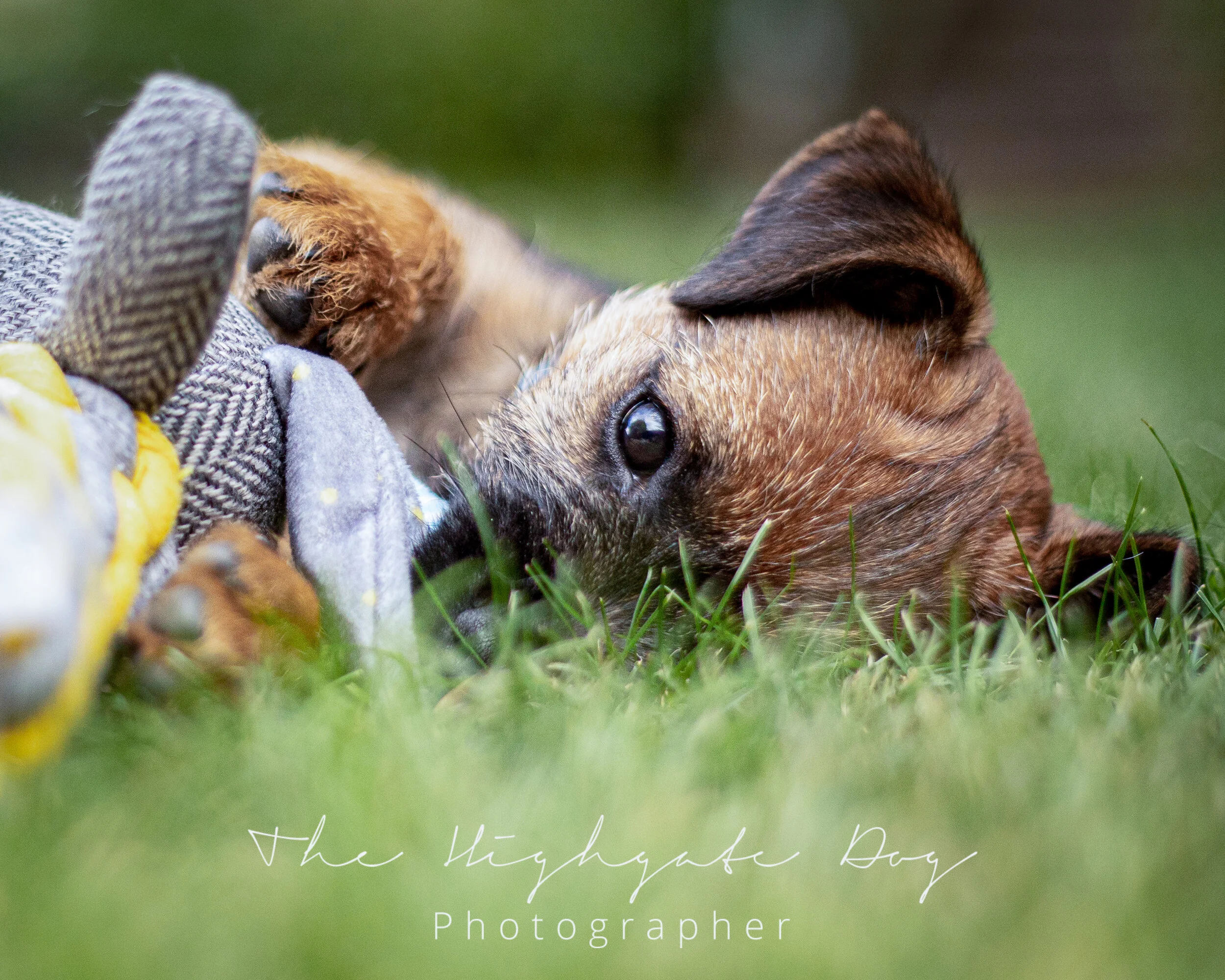 border terrier puppy playng grass for puppy photoshoot