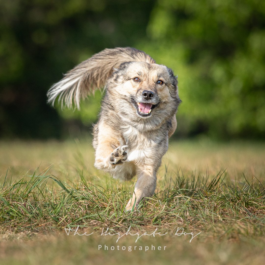 Dog photoshoot in Greenwich London