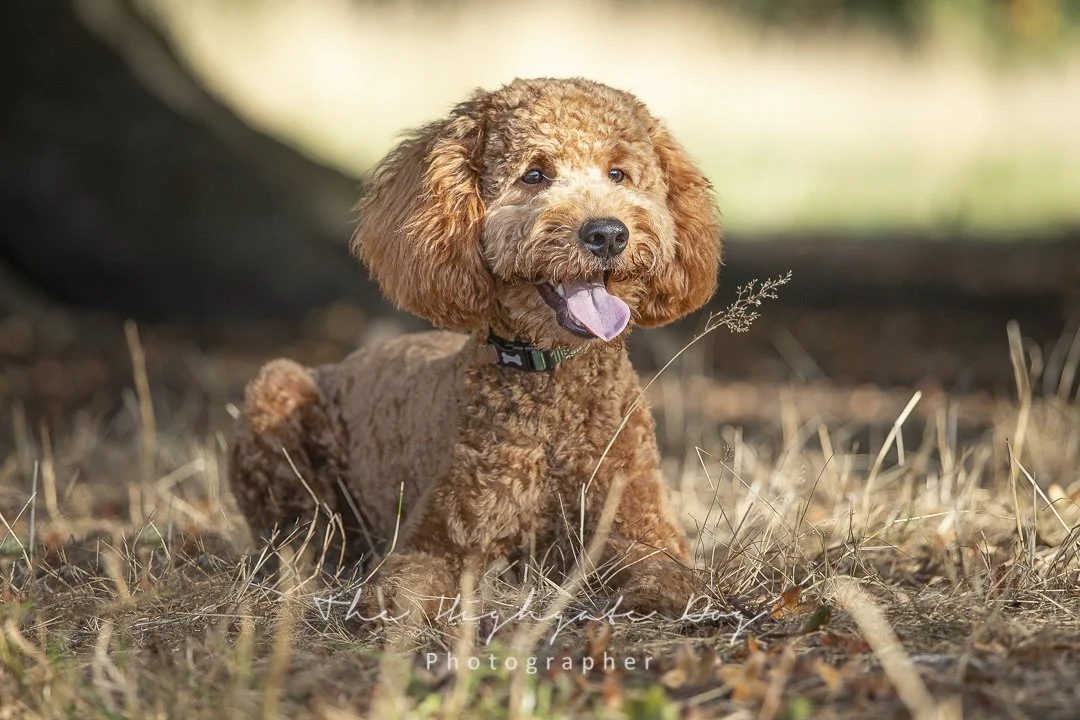 Golden doodle with tongue hanging out on dog photoshoot in London
