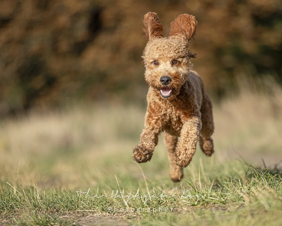 Dog running on dog photoshoot in London for dog photoshoot gift voucher