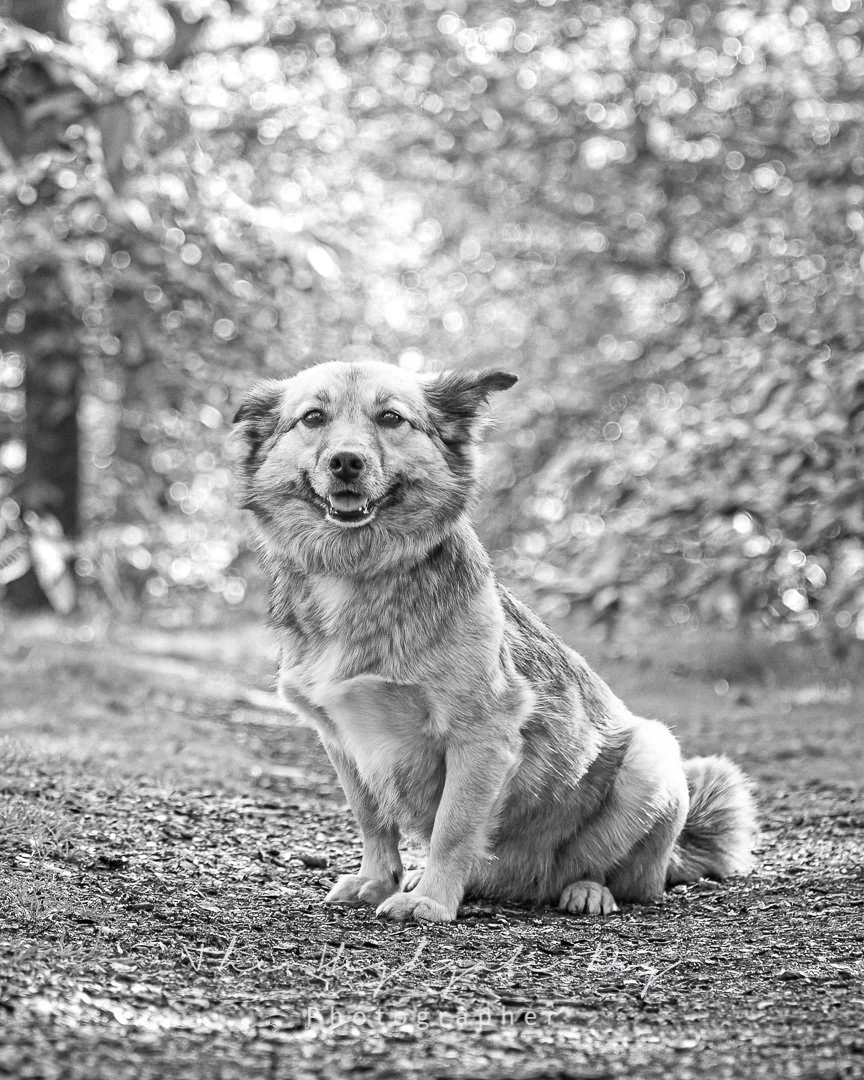Black and white dog portrait  from Dog photoshoot in Greenwich Park London