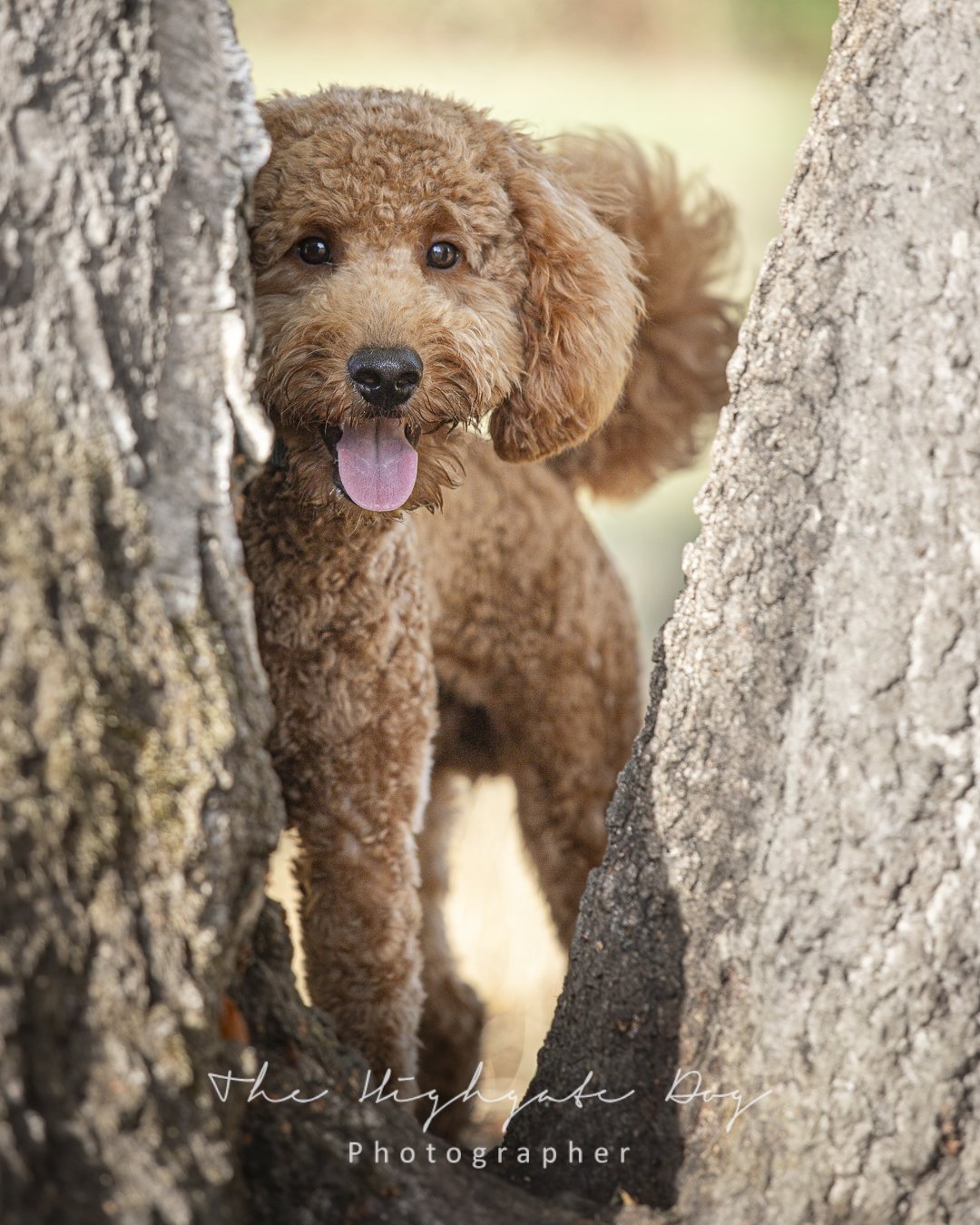 Dog photoshoot gift voucher with  puppy