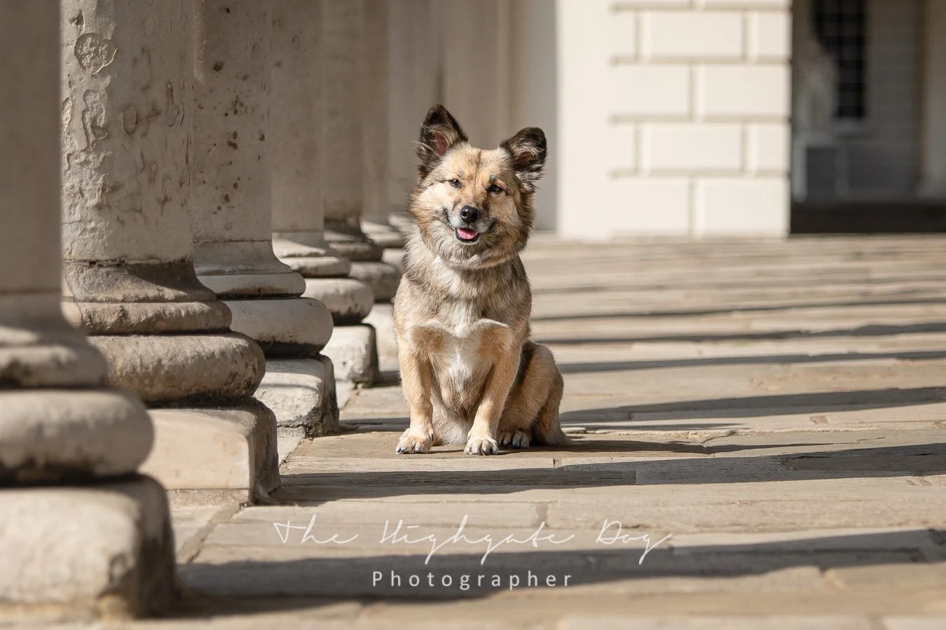 Dog photoshoot in Greenwich Park London