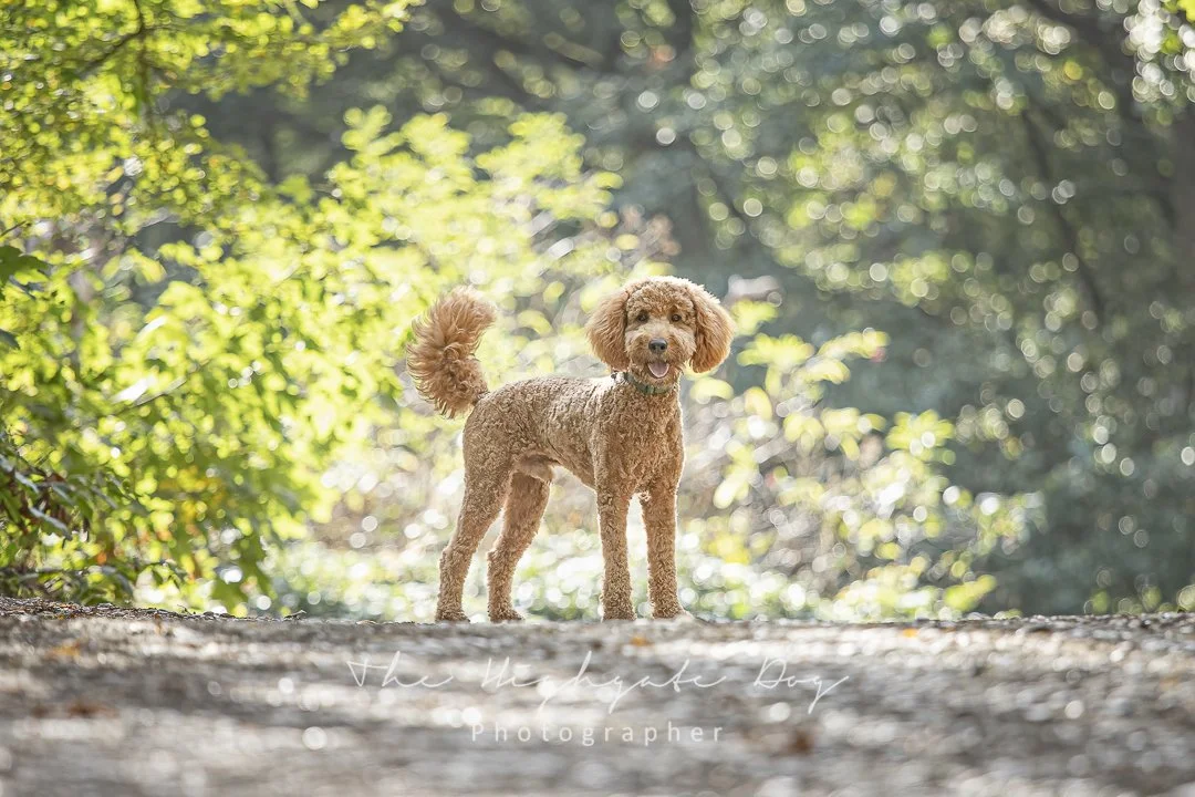 beautiful dog portrait on Hampstead Heath North London
