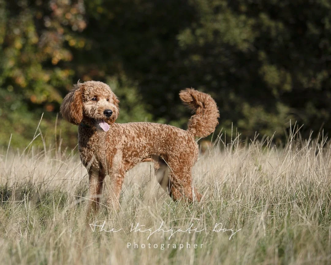 Pet portrait in North London