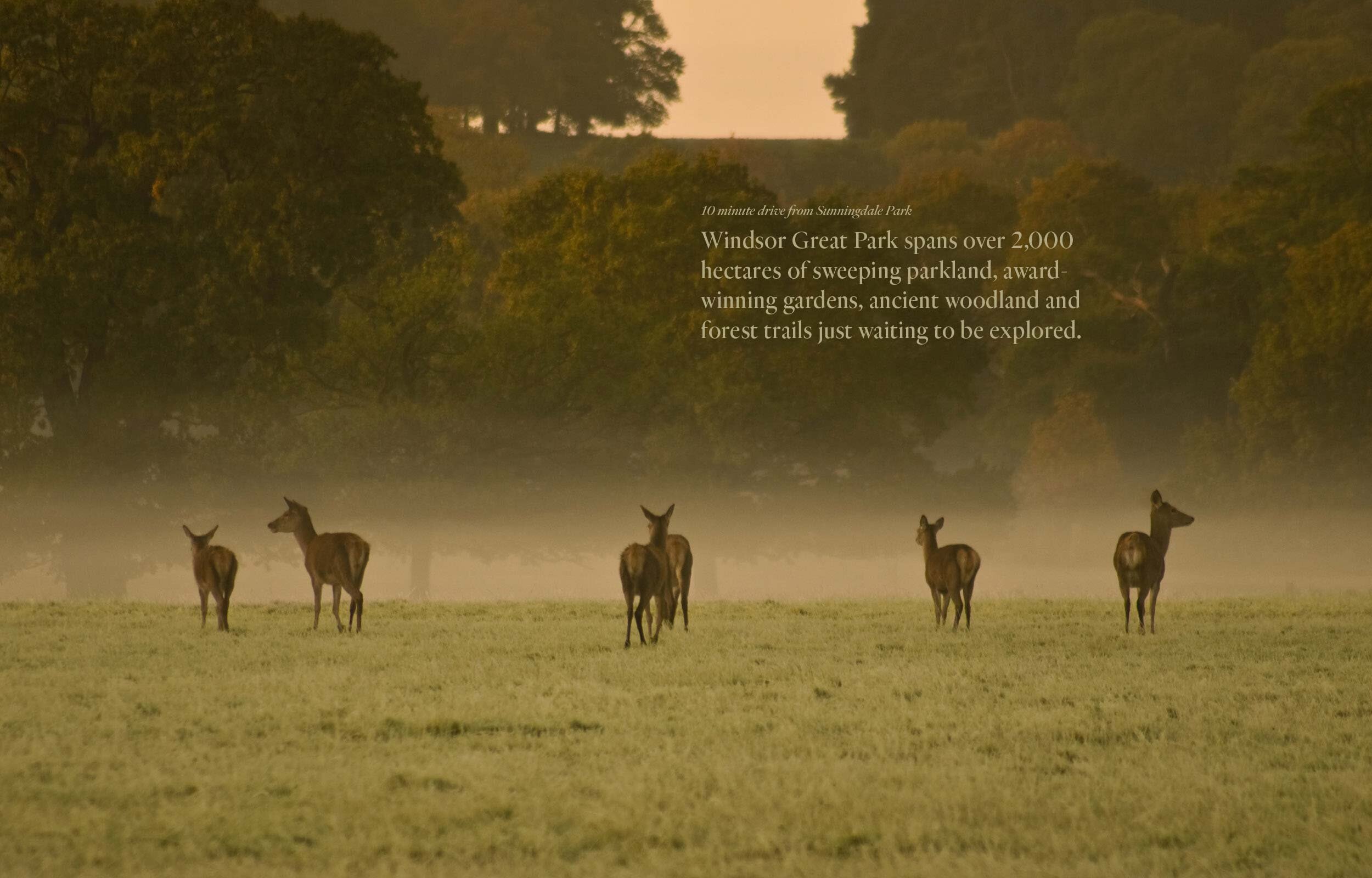 Sunningdale_work06.jpg
