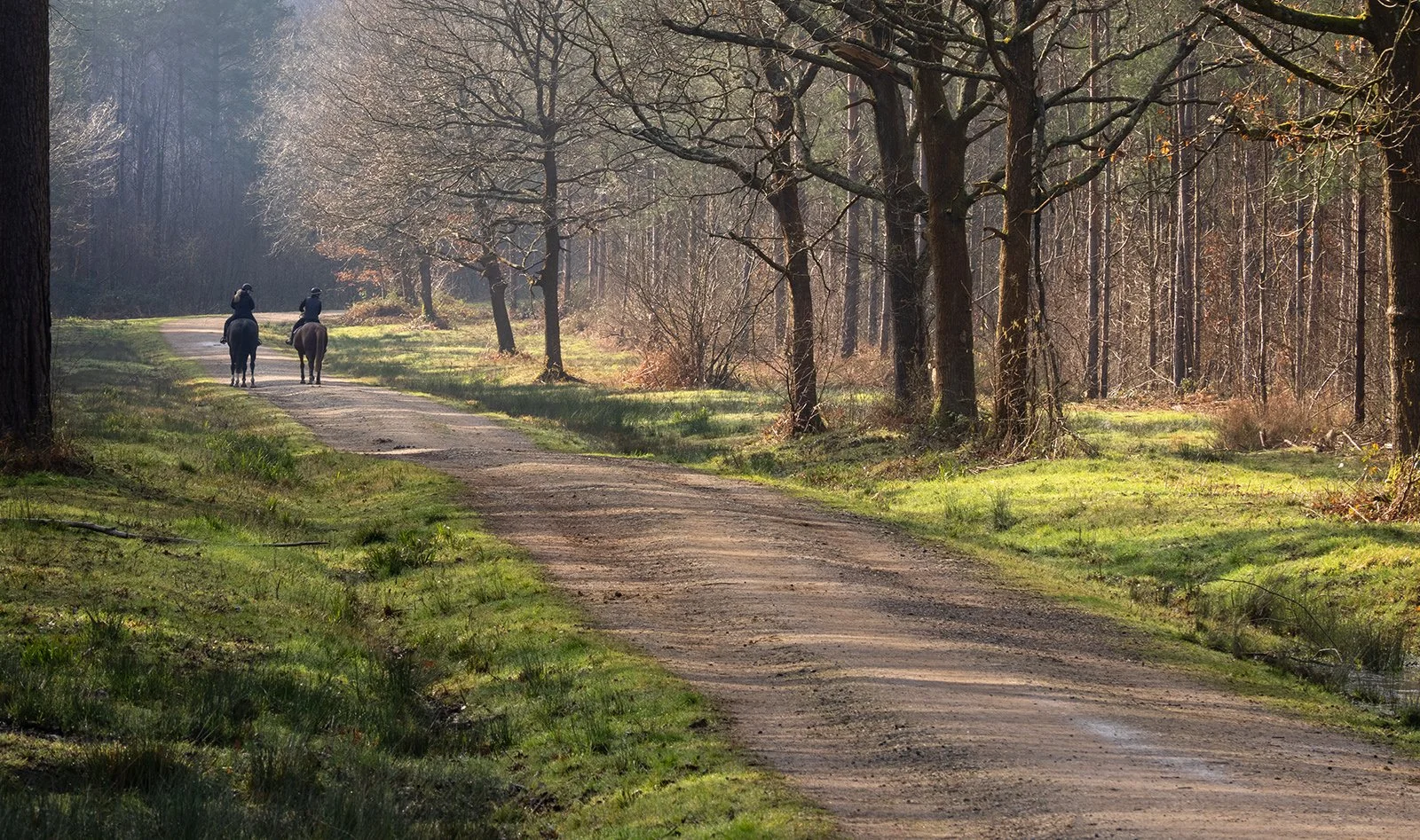 Riders in the Forest