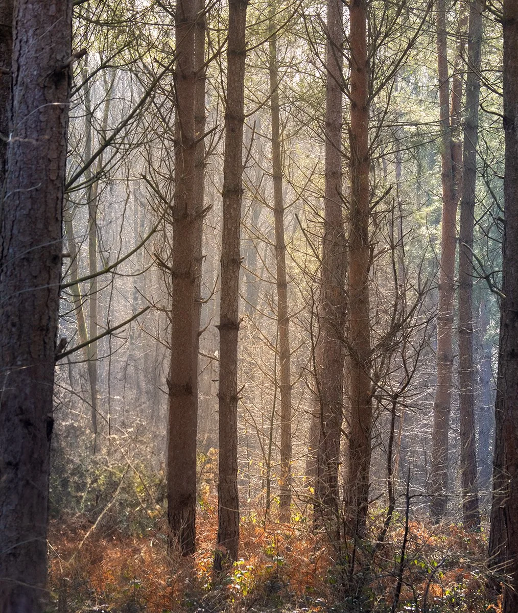 March Morning in the Forest

