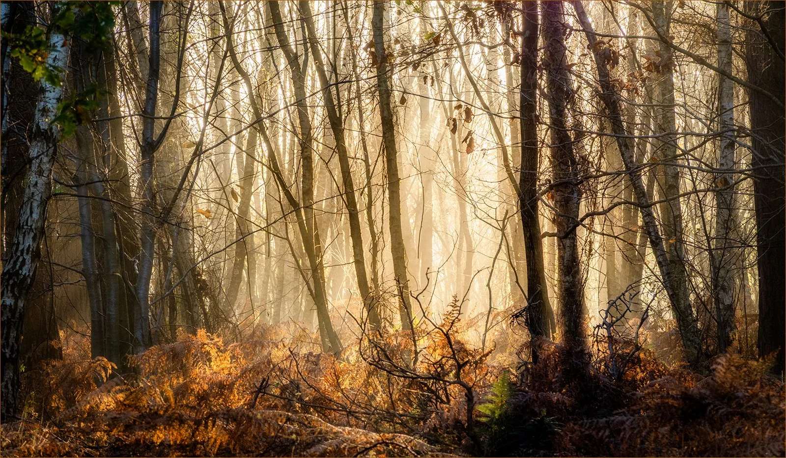 November Morning, Hemsted Forest