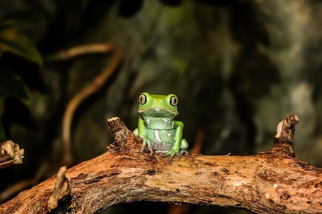 Ancient Medicine in the Modern World - My Healing Journey with Kambo