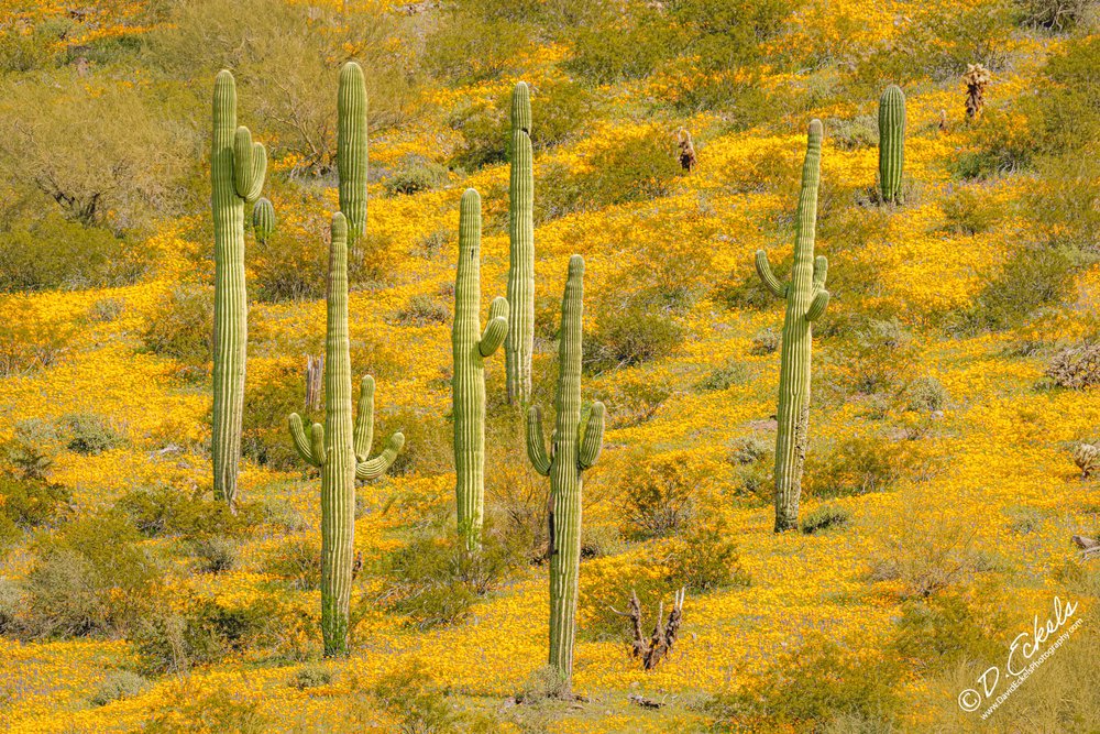 Saguaros inPoppy Field