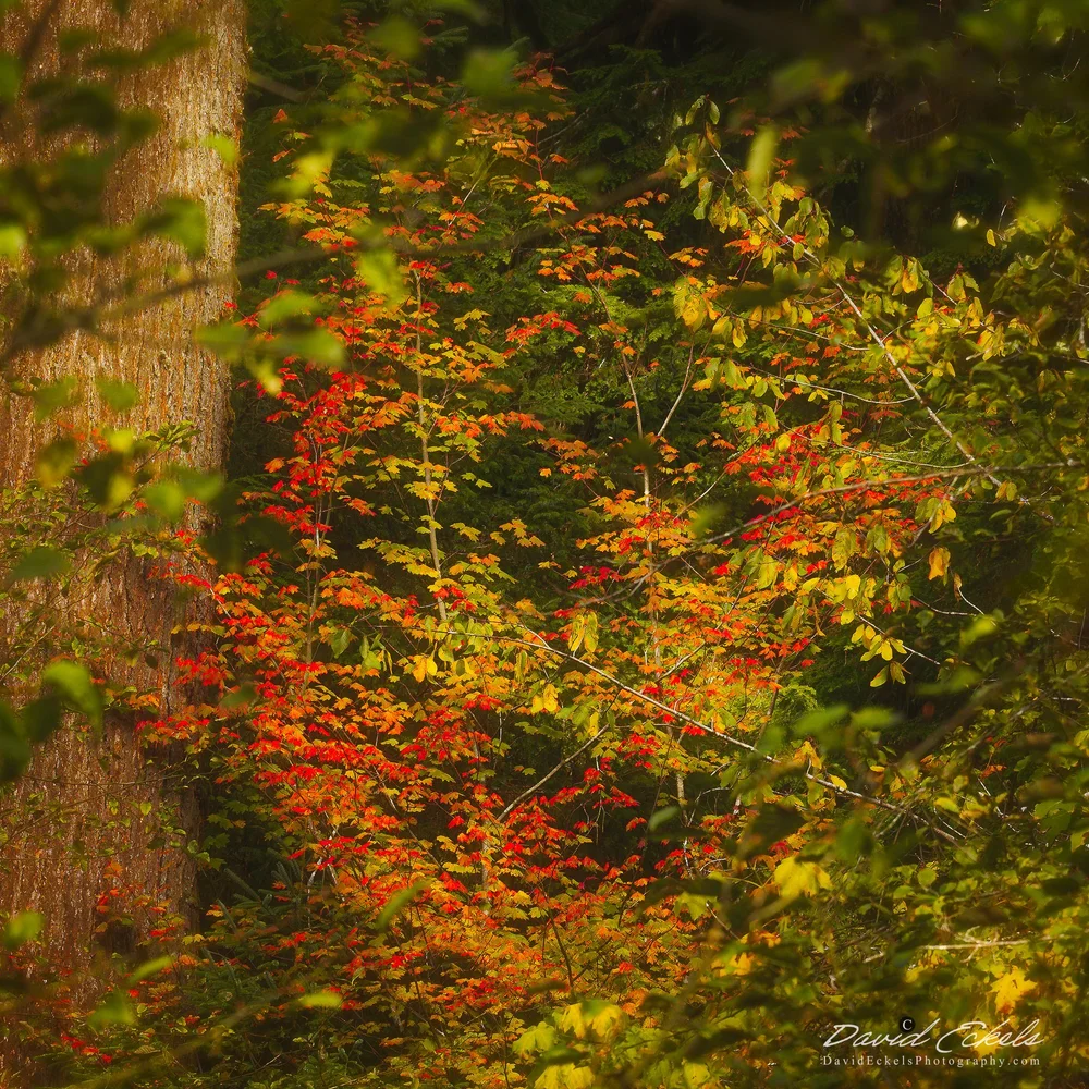 Glimpse Through the Forest
