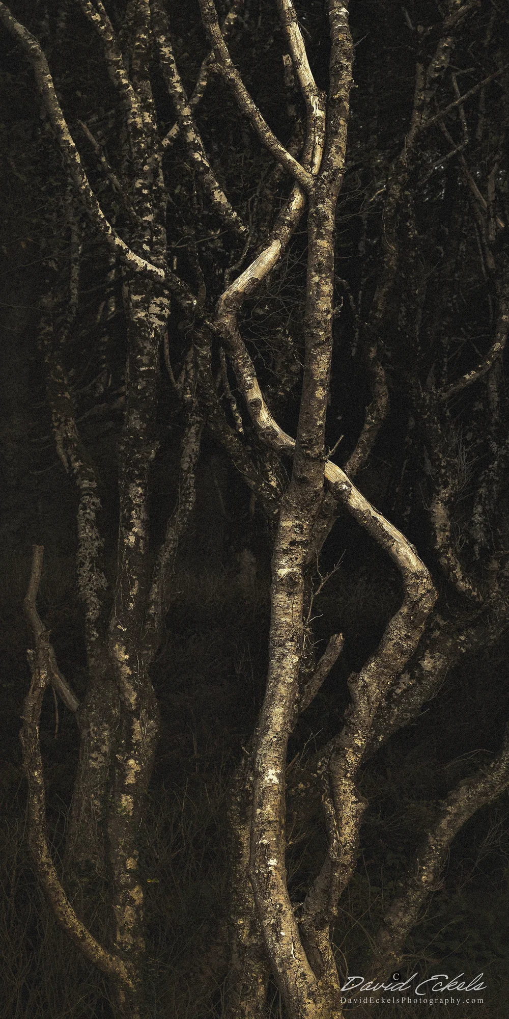 Light in a Dark Forest