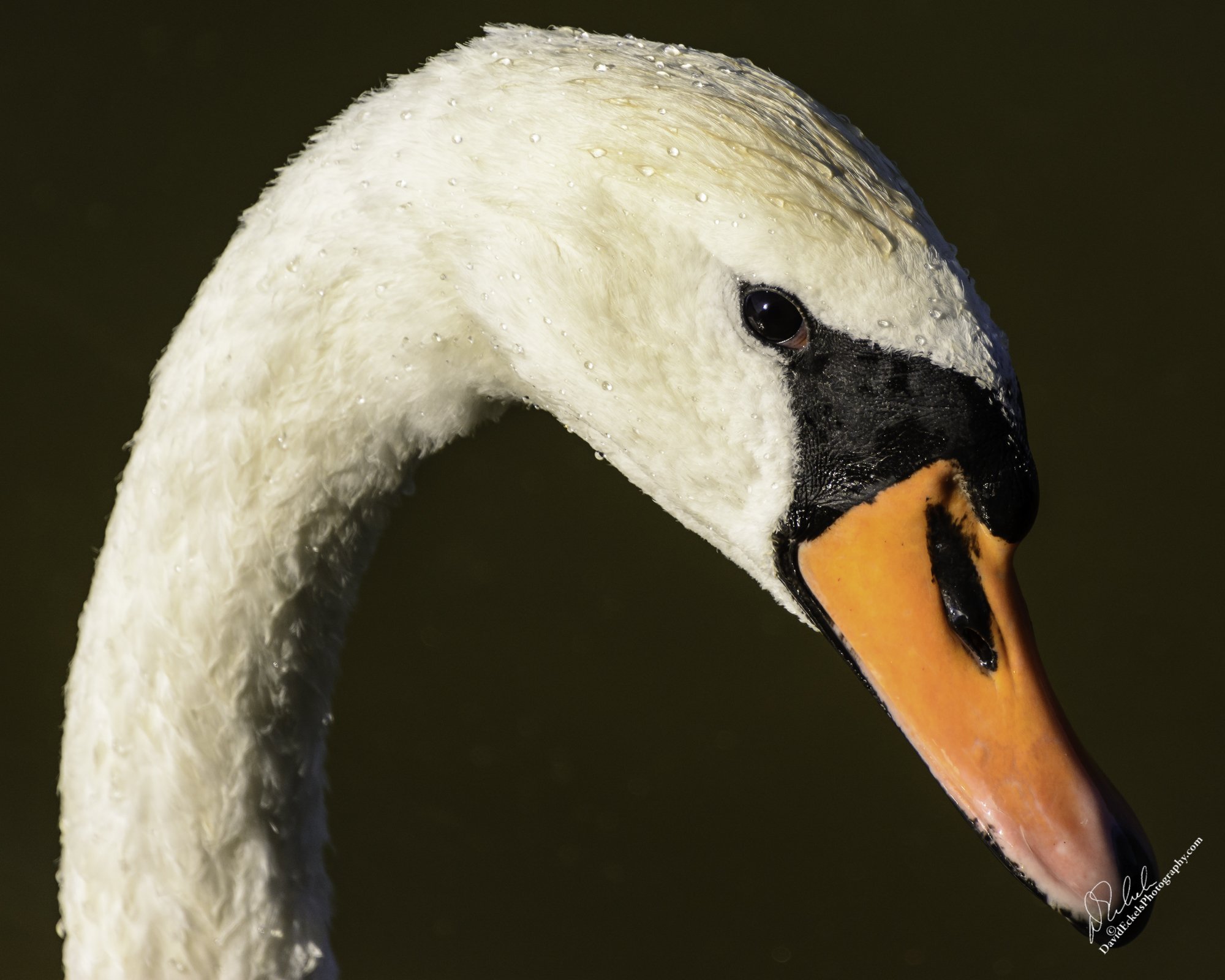 A Skeptical View.jpg
