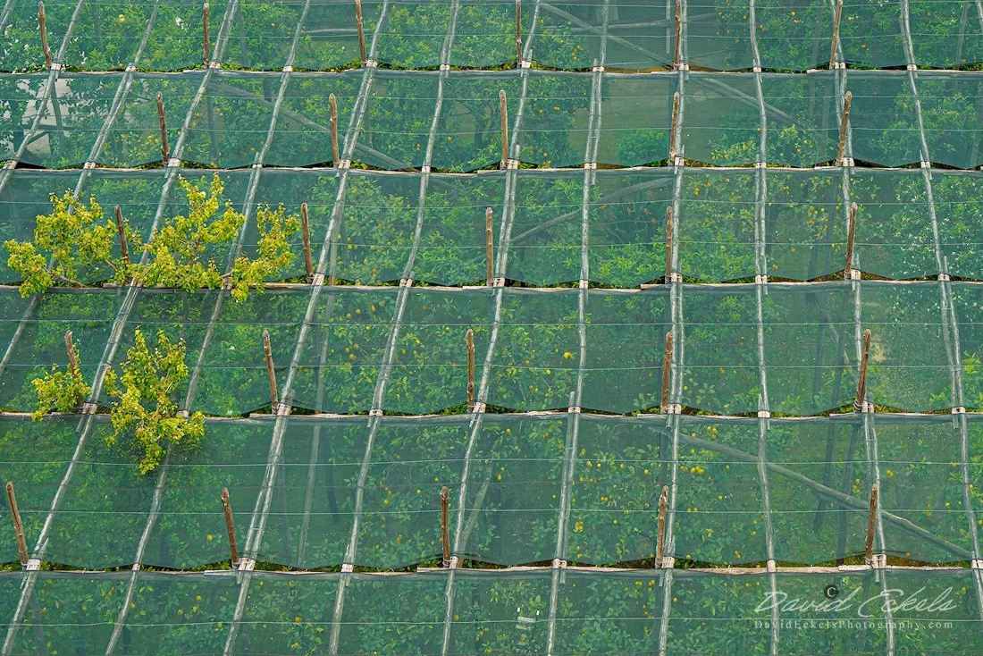 Sorrento-Lemon-Grove.jpg