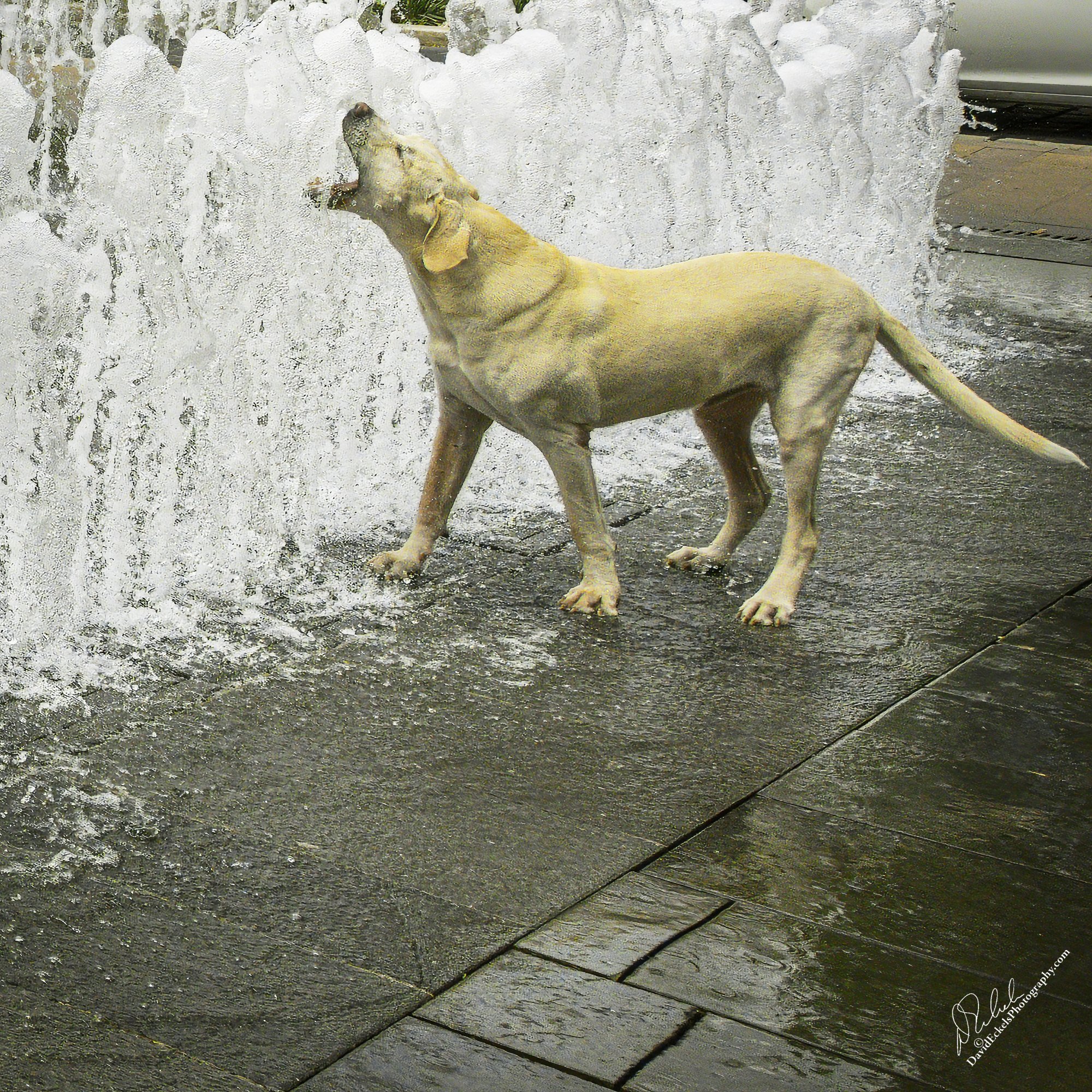 Hungary Labrador.jpg