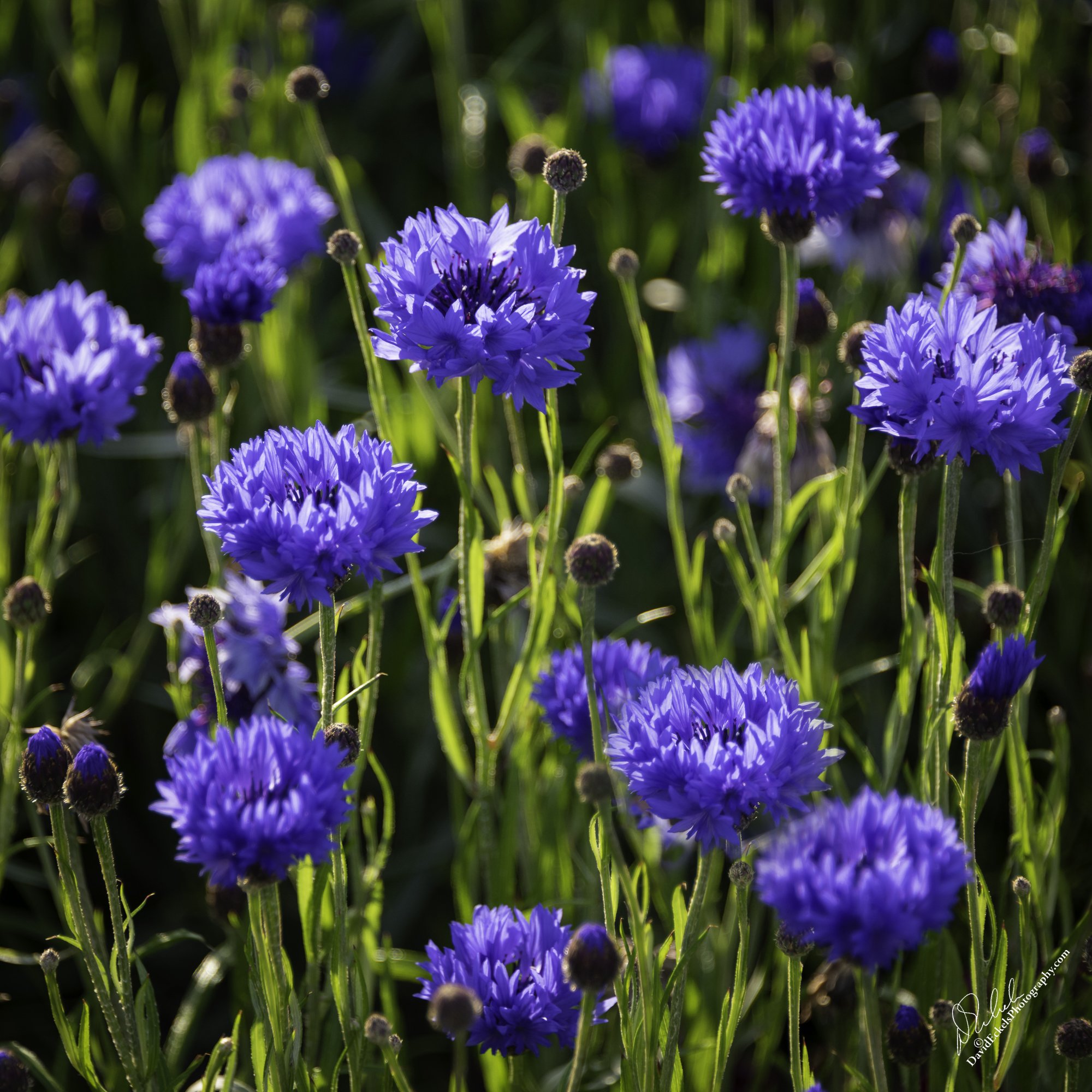 Reykjavik Flowers.jpg