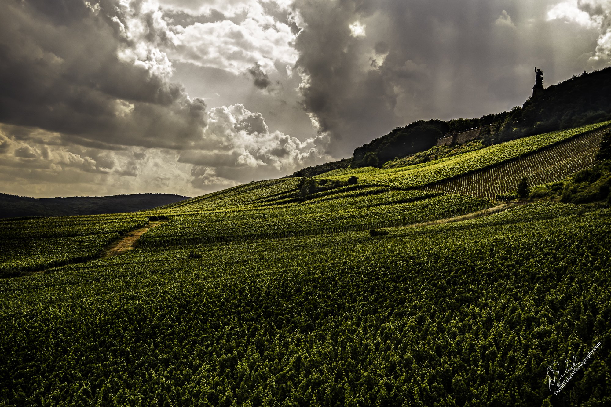 Rudesheim Vineyard.jpg